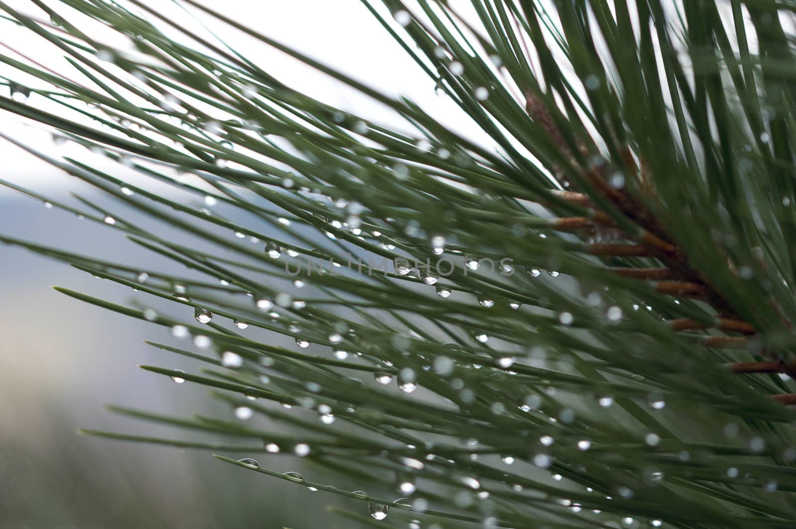 Macro Image of Water Drops on Pine Needles