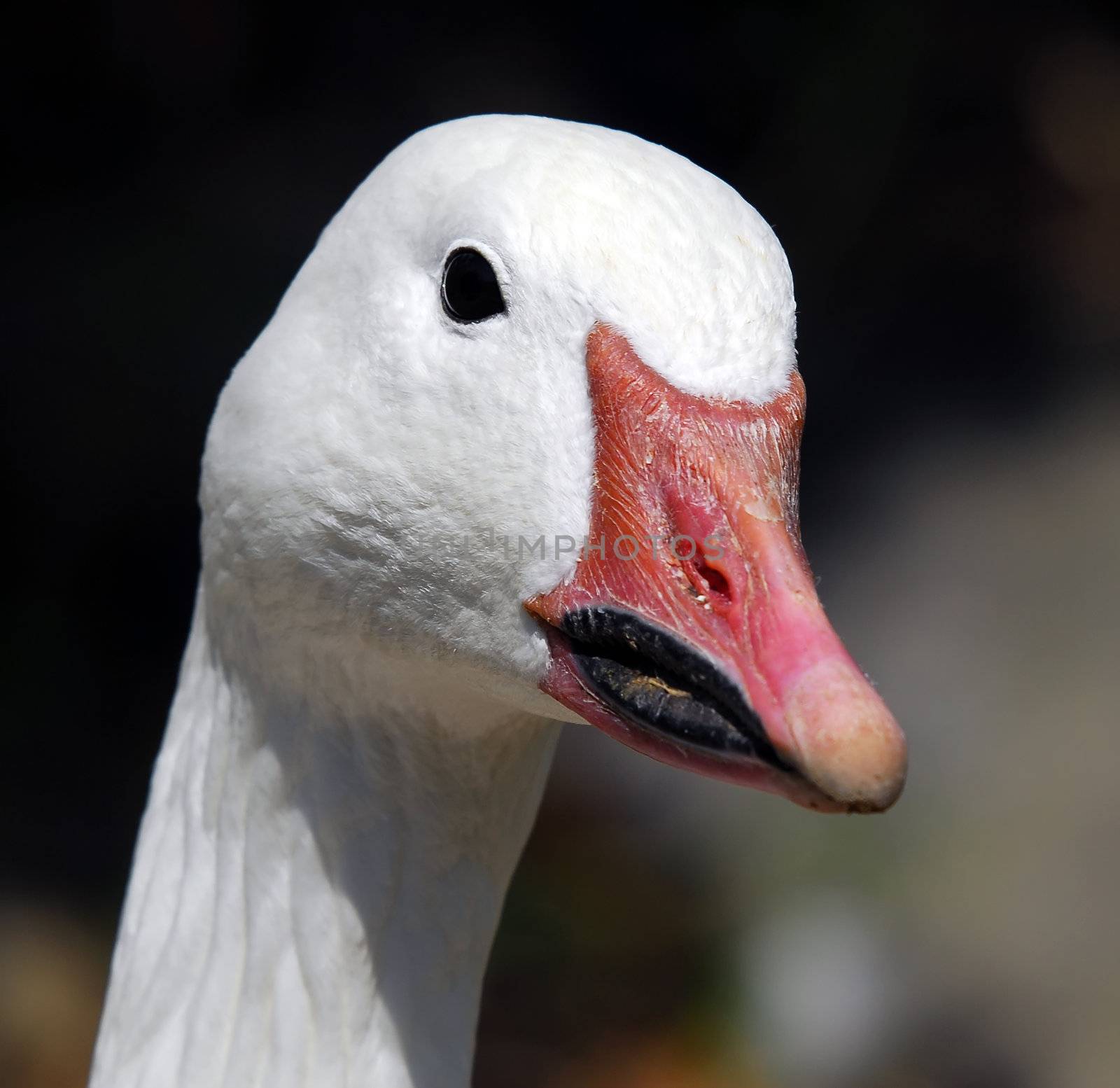 Portrait of a white goose with afunny beak