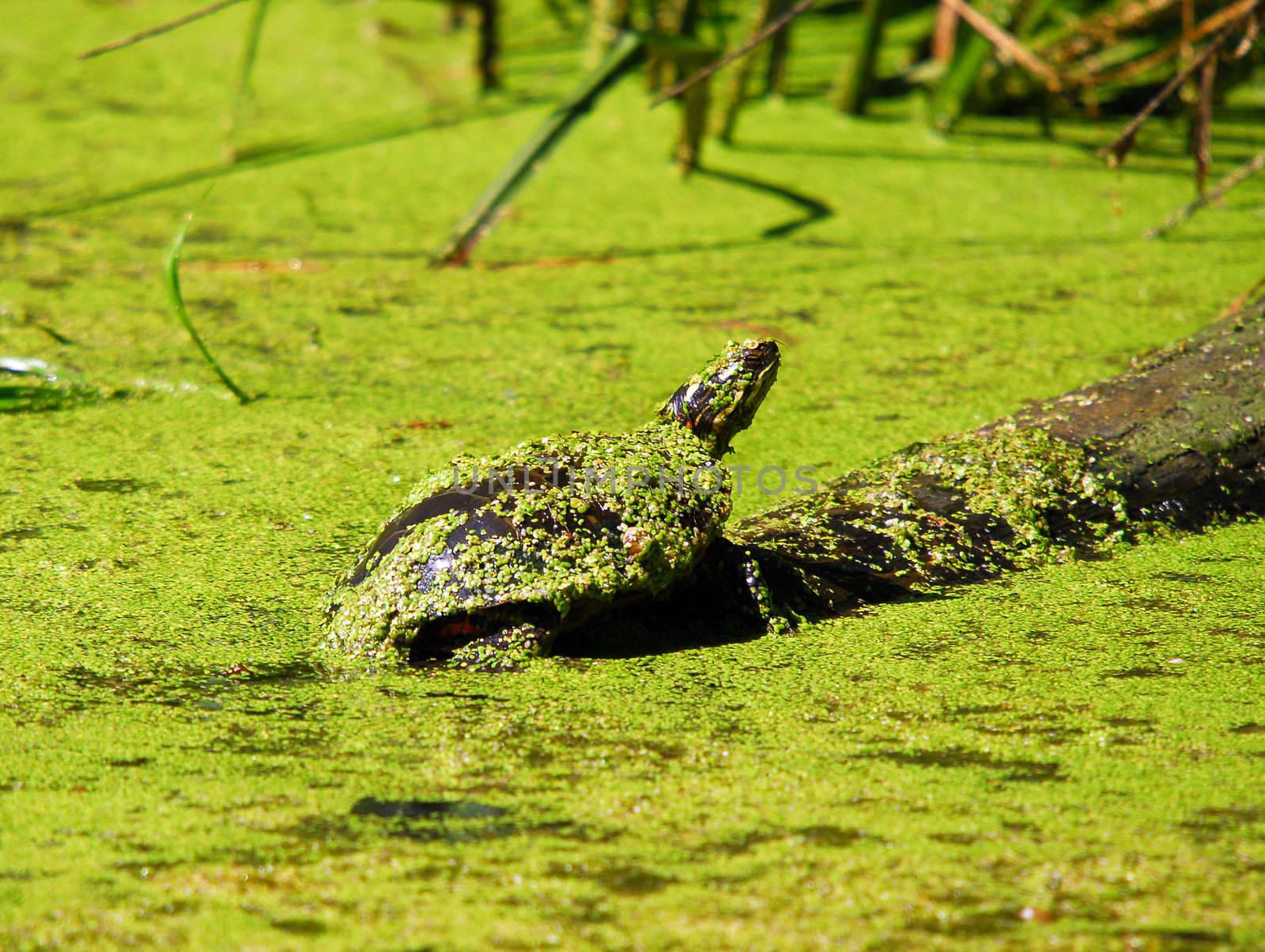Turtle taking a sunbath on a log