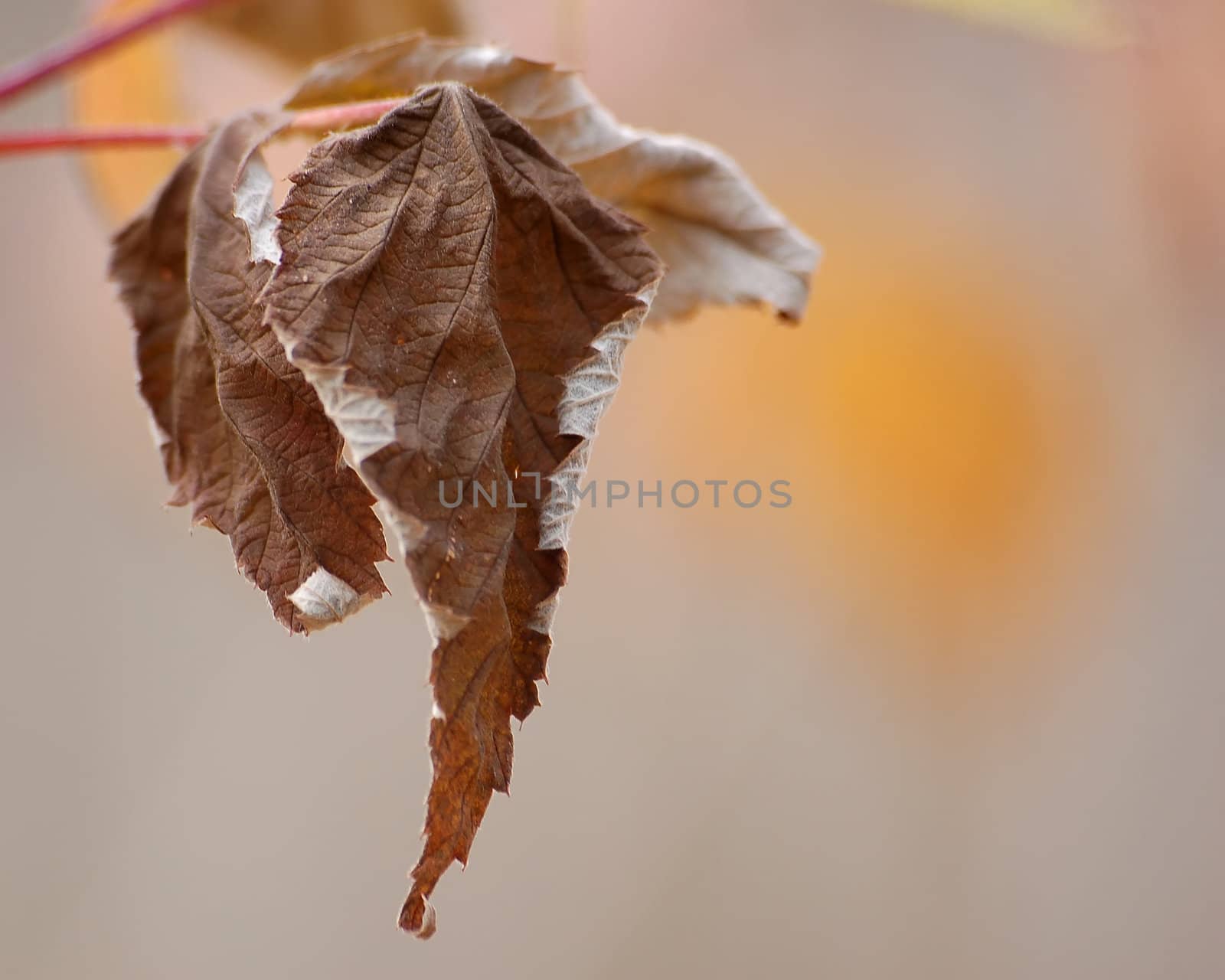 A brown dead leaf on it's branch