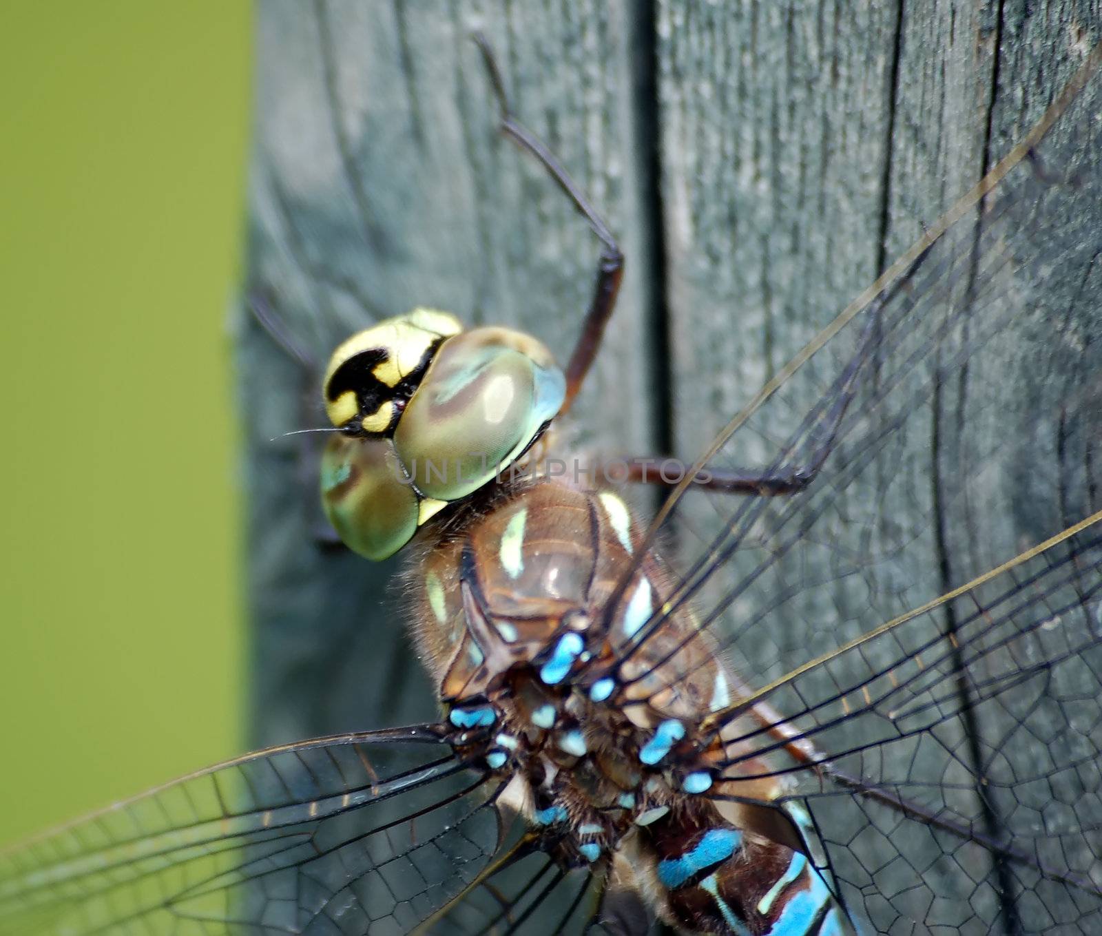 A macro of a Dragonfly on a piece of wood