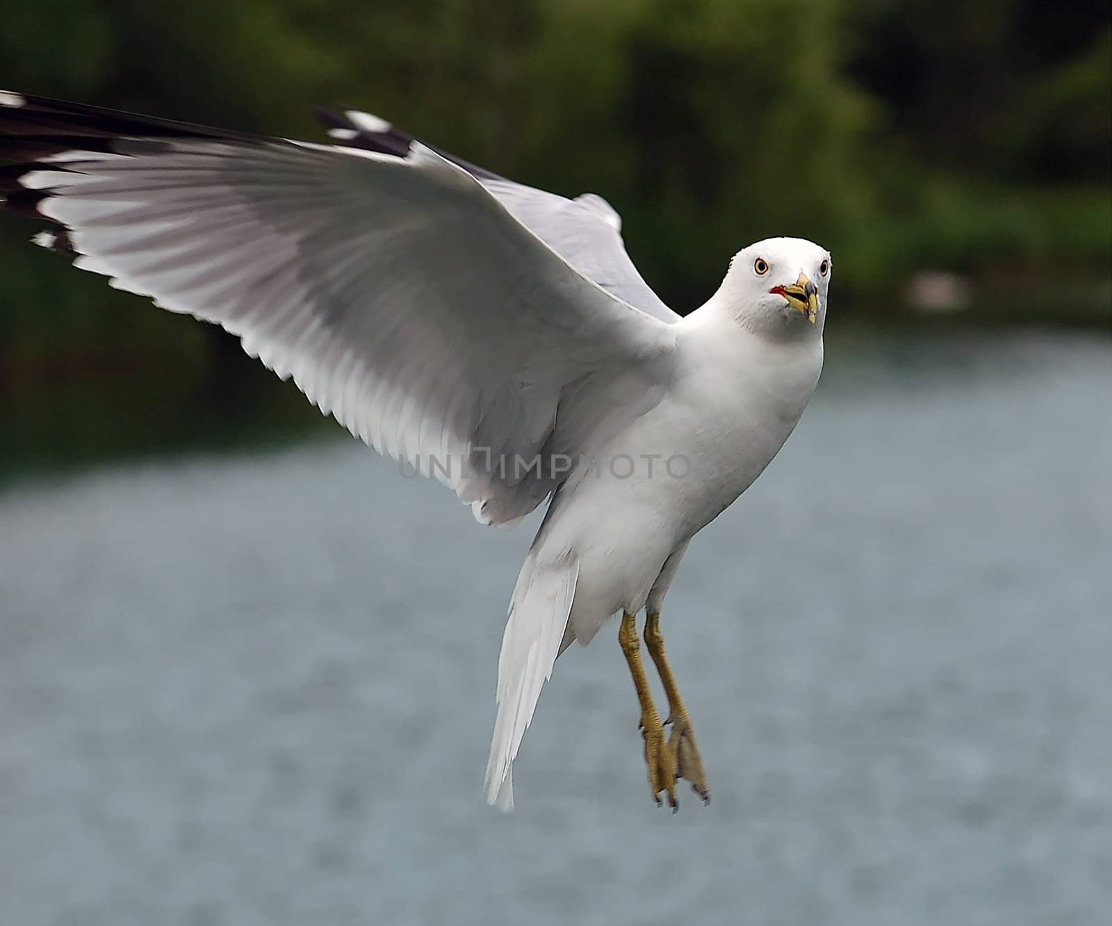 Seagul in flight by nialat