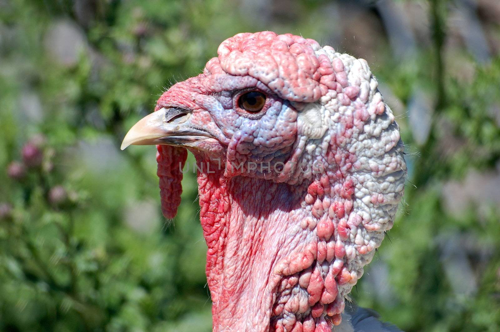 Portrait of a wild turkey