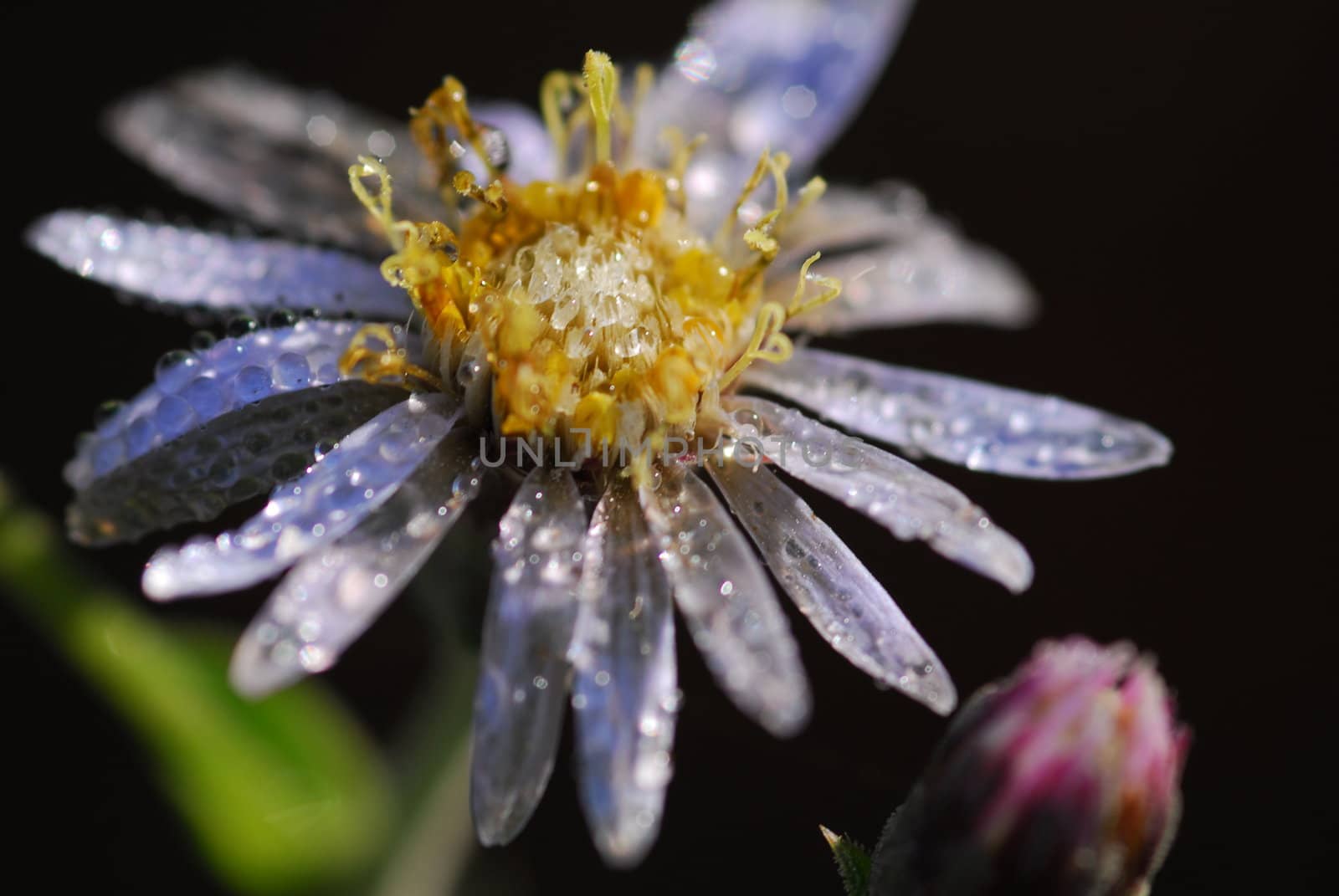 Close-up picture of a flower covered with dew