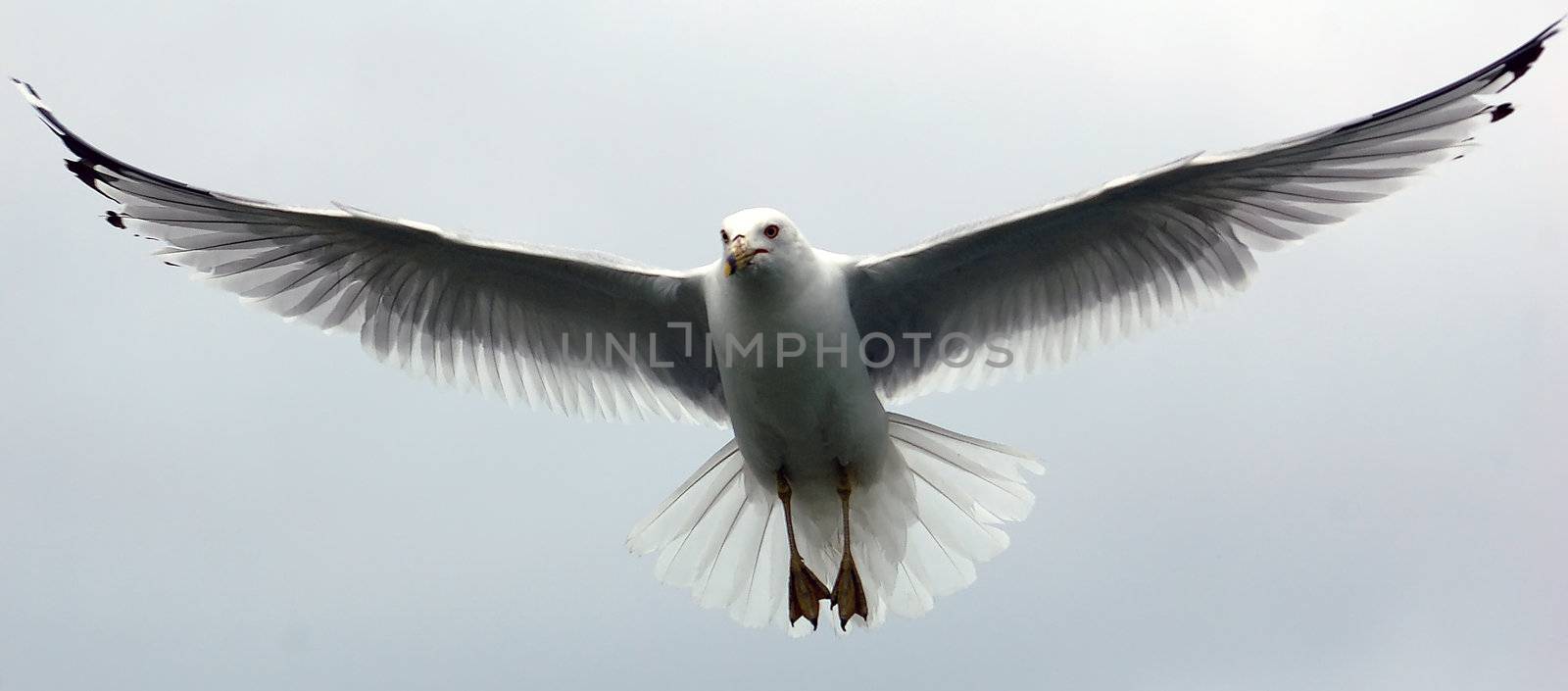 A picture of a seagull in flight against a white sky