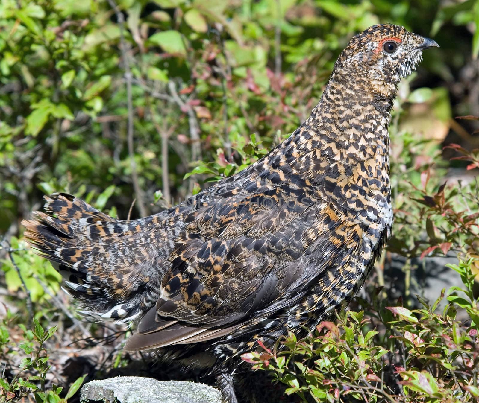 Spruce Grouse (Falcipennis canadensis) by nialat