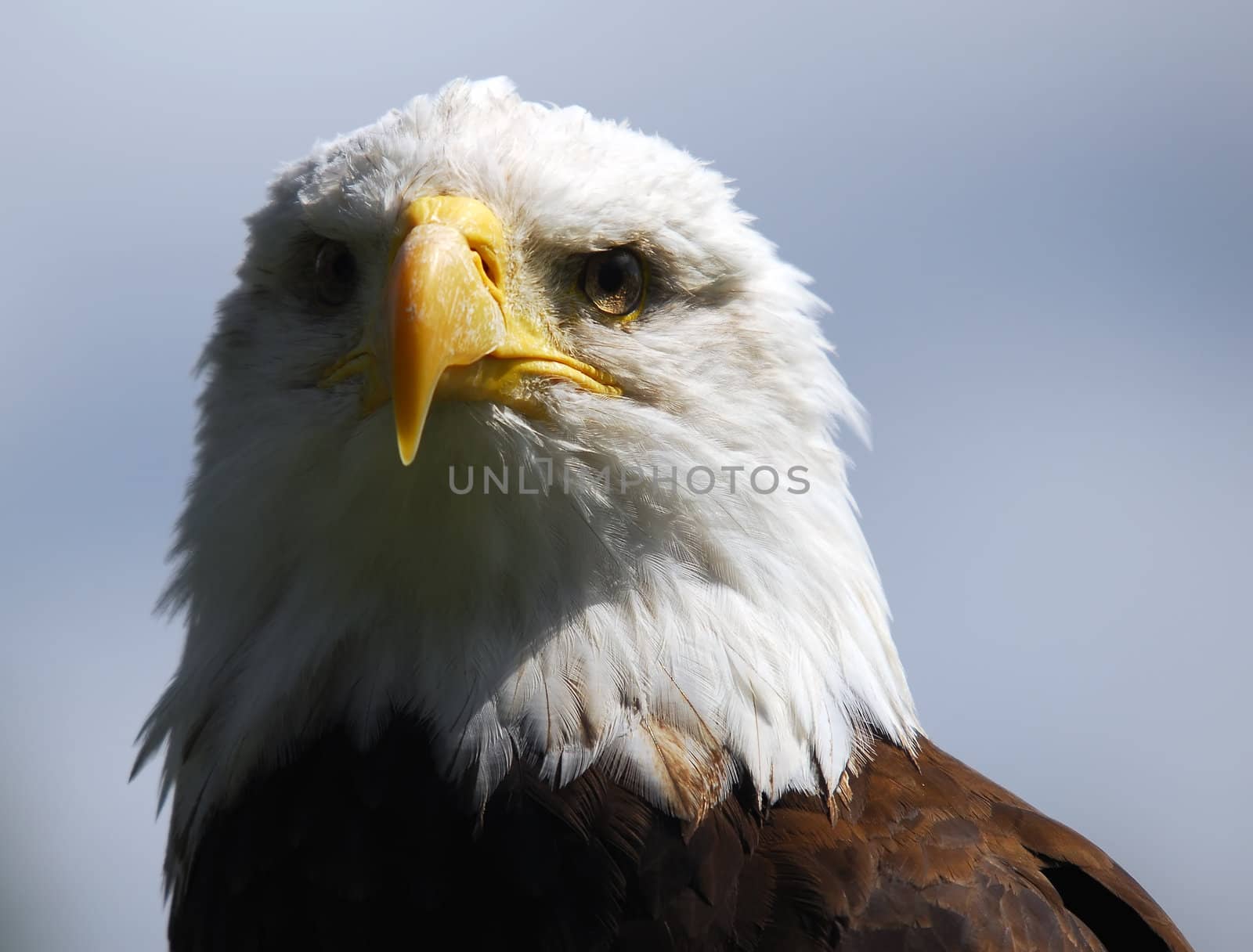 Bald eagle (Haliaeetus leucocephalus) by nialat
