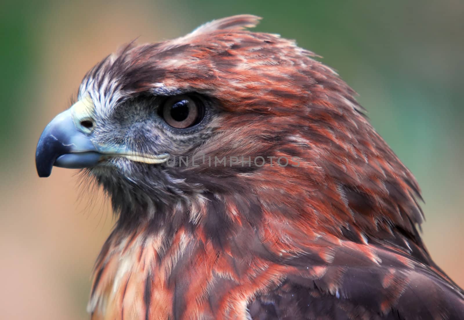 Closeup portrait of a hawk