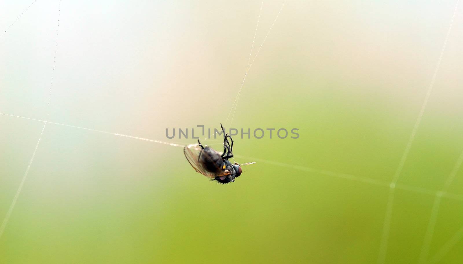 A fly caught in a spider web
