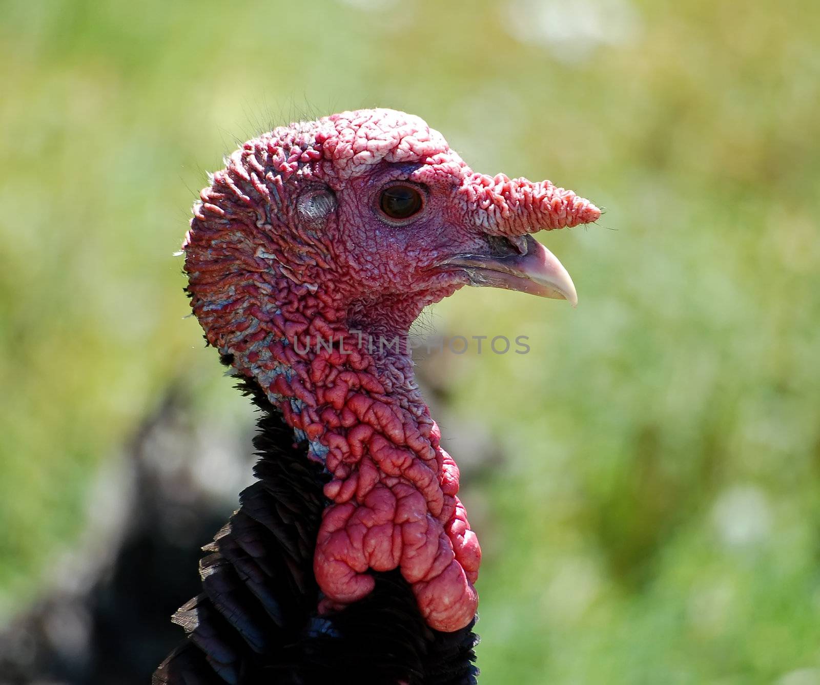 Portrait of a wild turkey