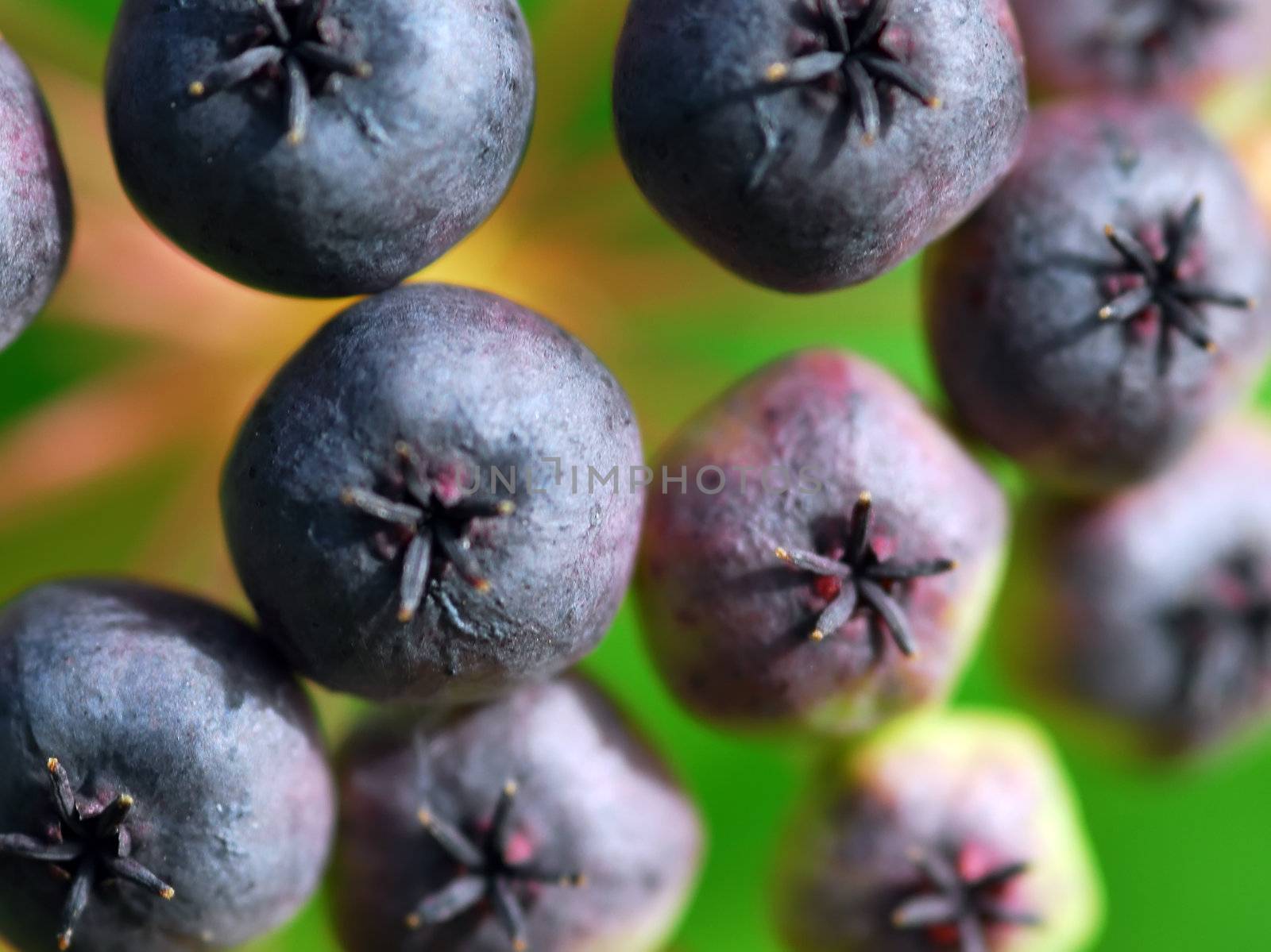 Closeup of some small berries that looks like blueberries