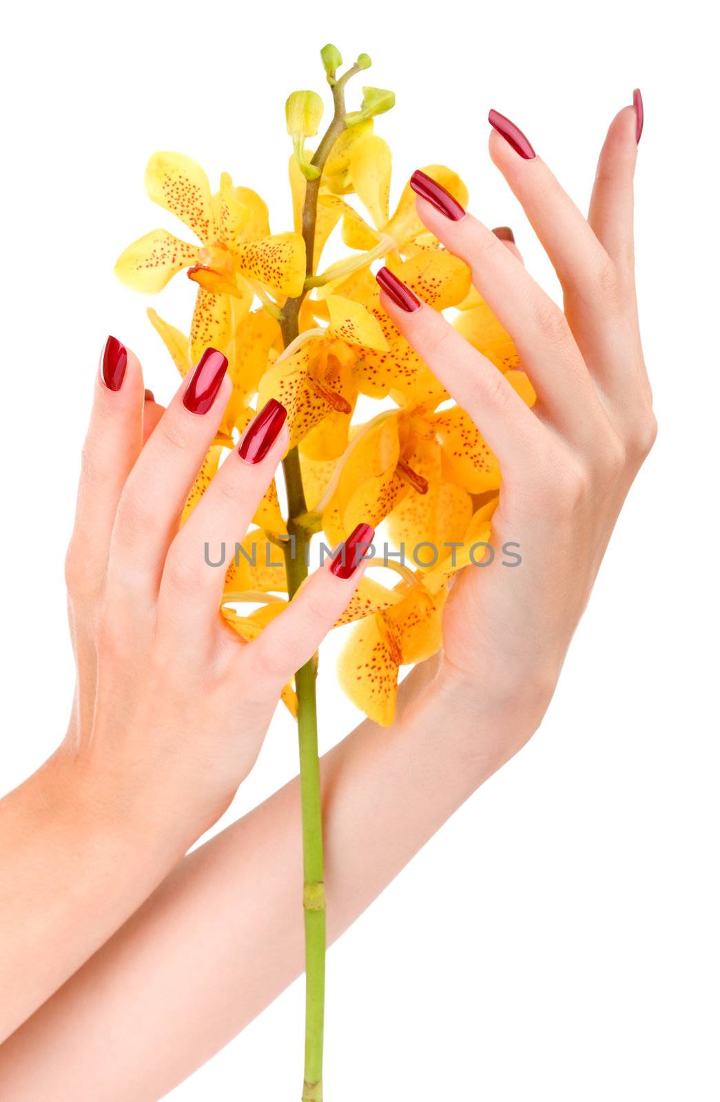 Woman hand with yellow orchid