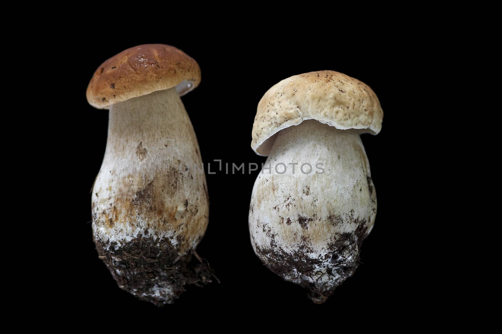 spring boletus and king boletus by Mibuch