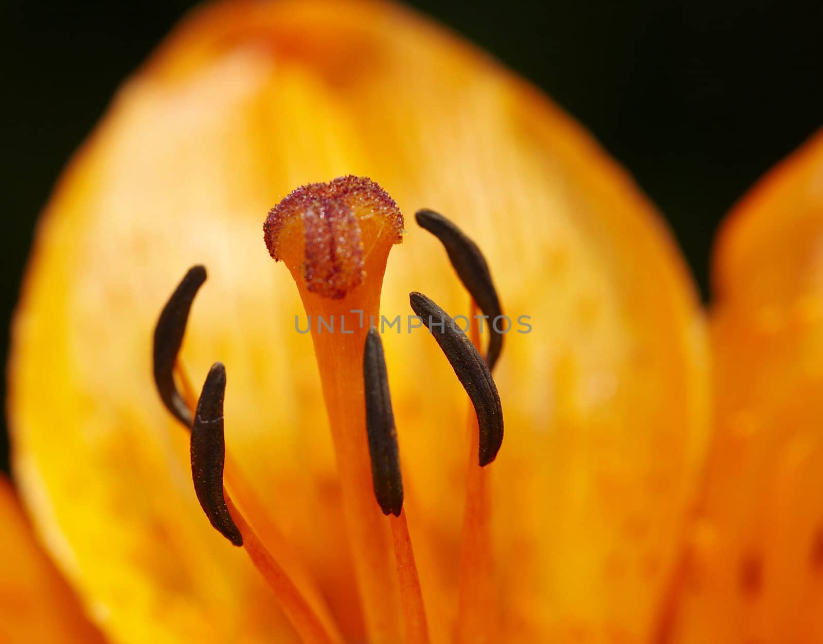 Detail (close-up) of the bloom of lily