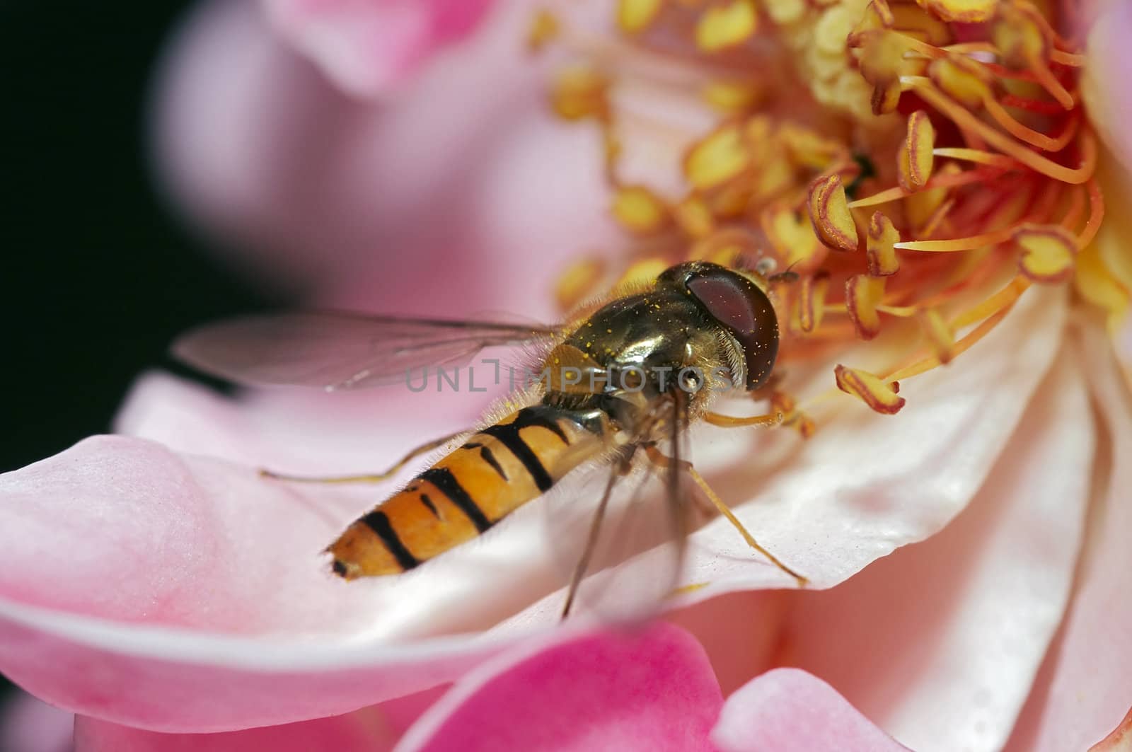 Detail (close-up) of a syrphid-fly