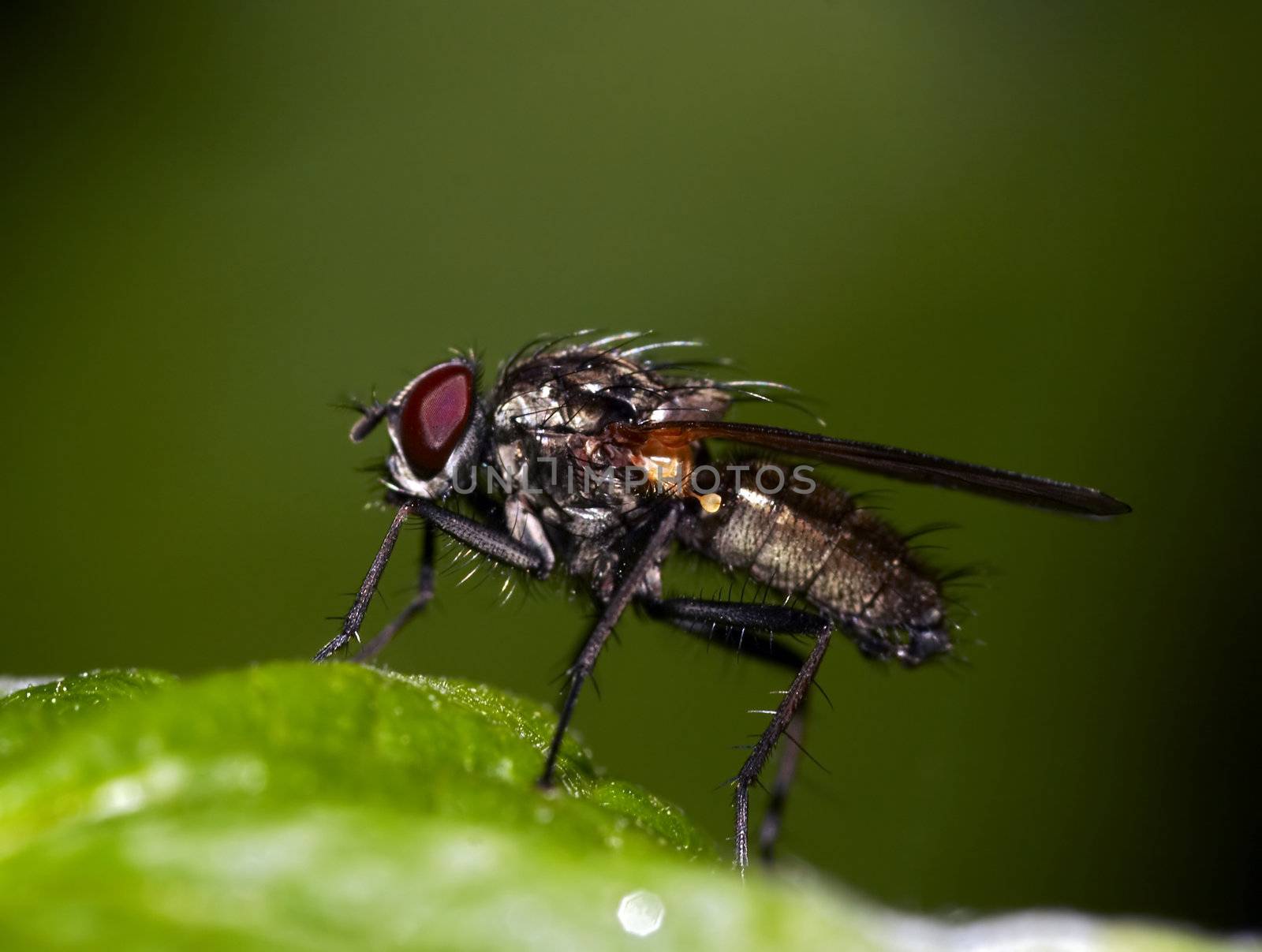 fly on the leaf by Mibuch