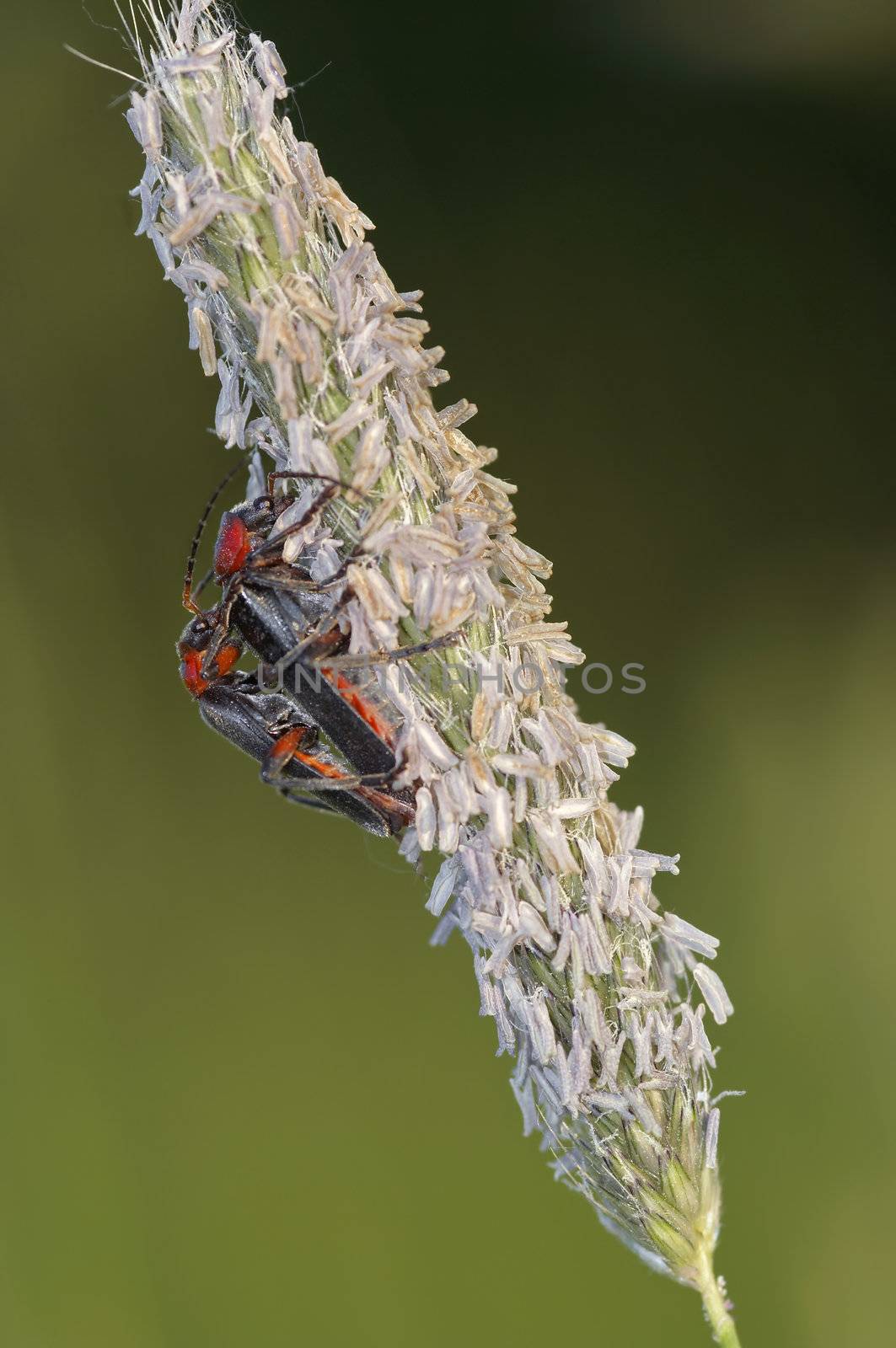 Detail (close-up) of the soldier beetles