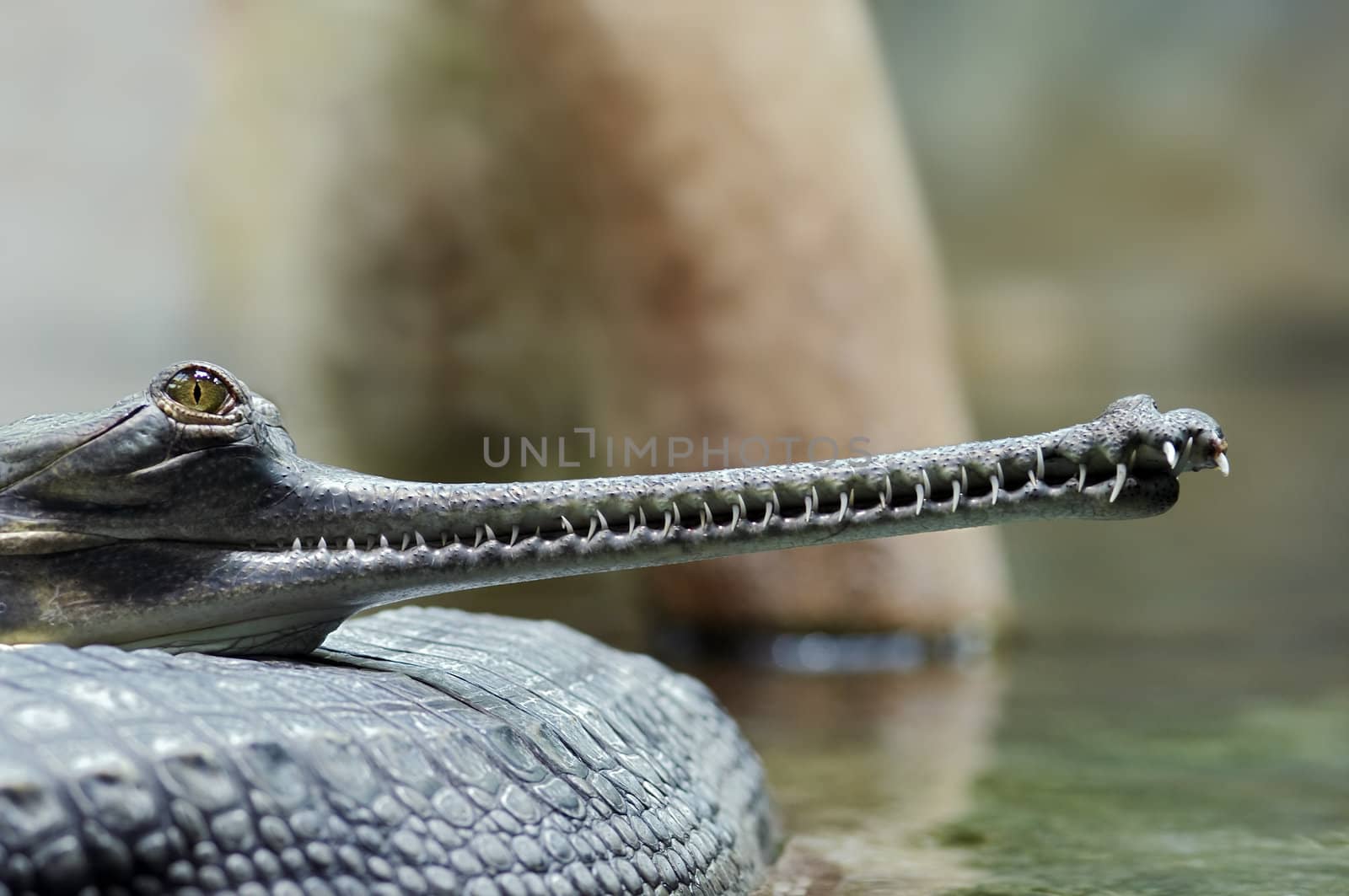 Detail of the head of Indial gavial - endangered species