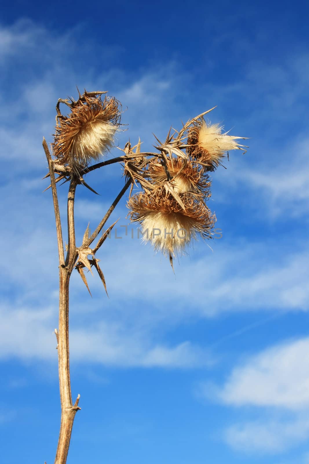 This image shows a macro from a thistle bloom with sky and clouds
