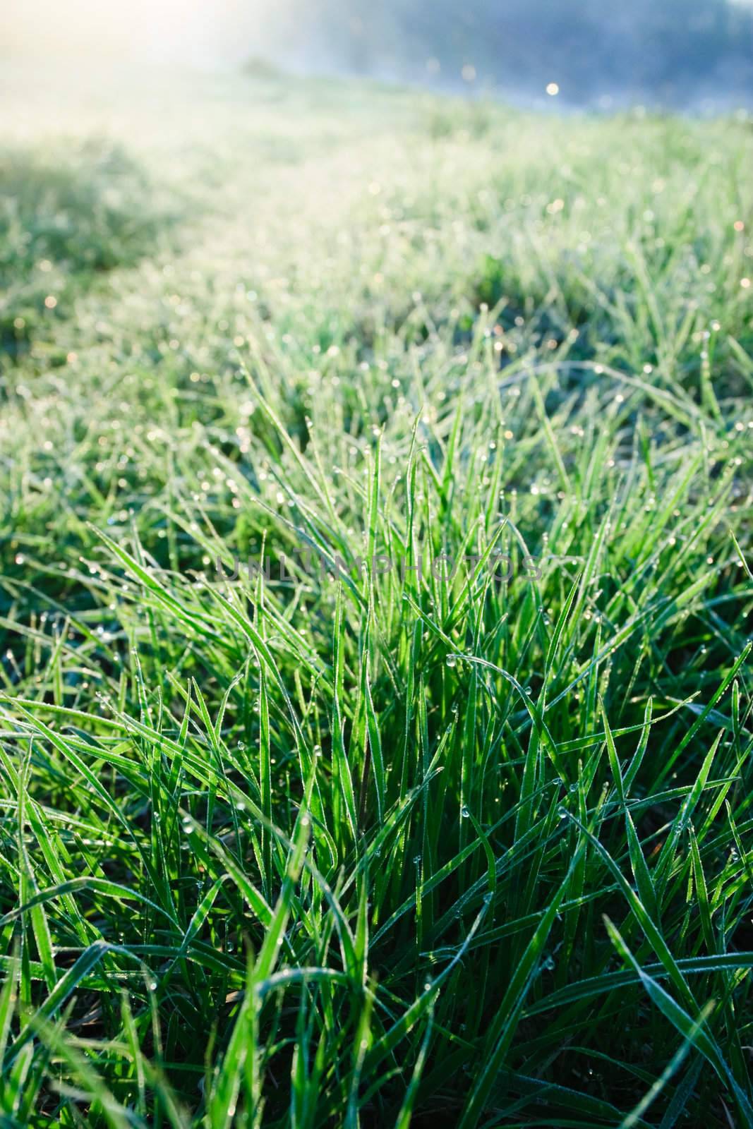 Grass with rime and dew drops in a morning light, selective focus