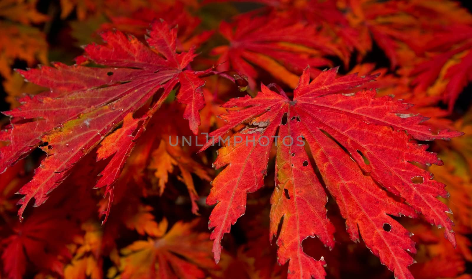 nice vivid red colored detail of autumn leaves 