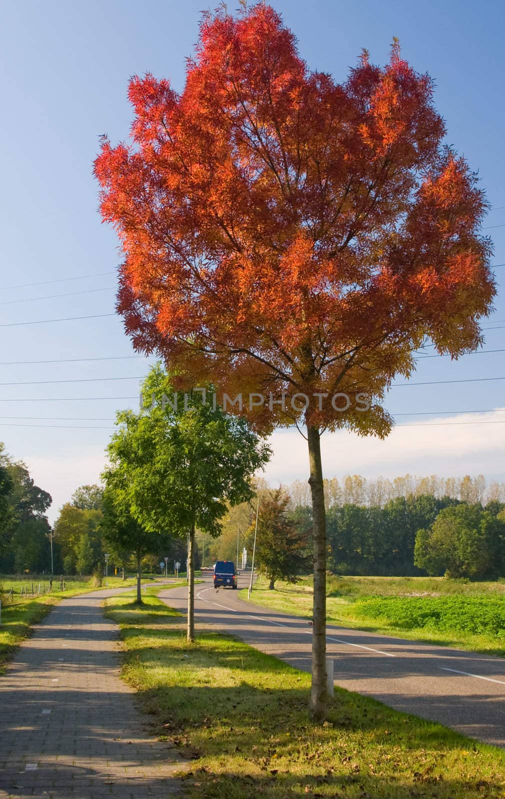 one red autumn tree on the road side