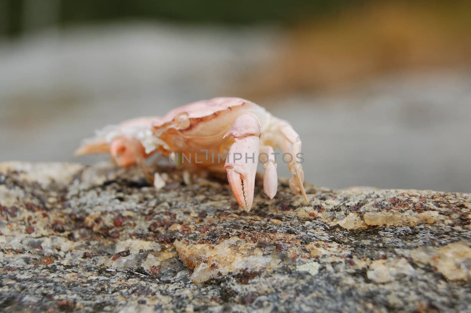 crabshell