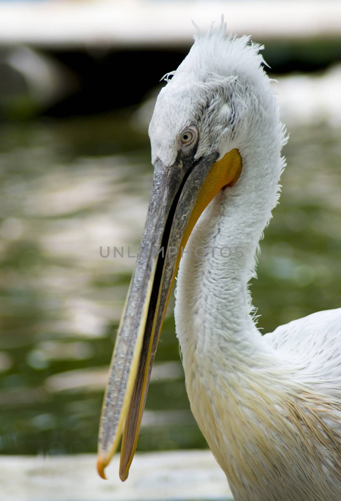 closeup on a beautiful pelican, on the lake