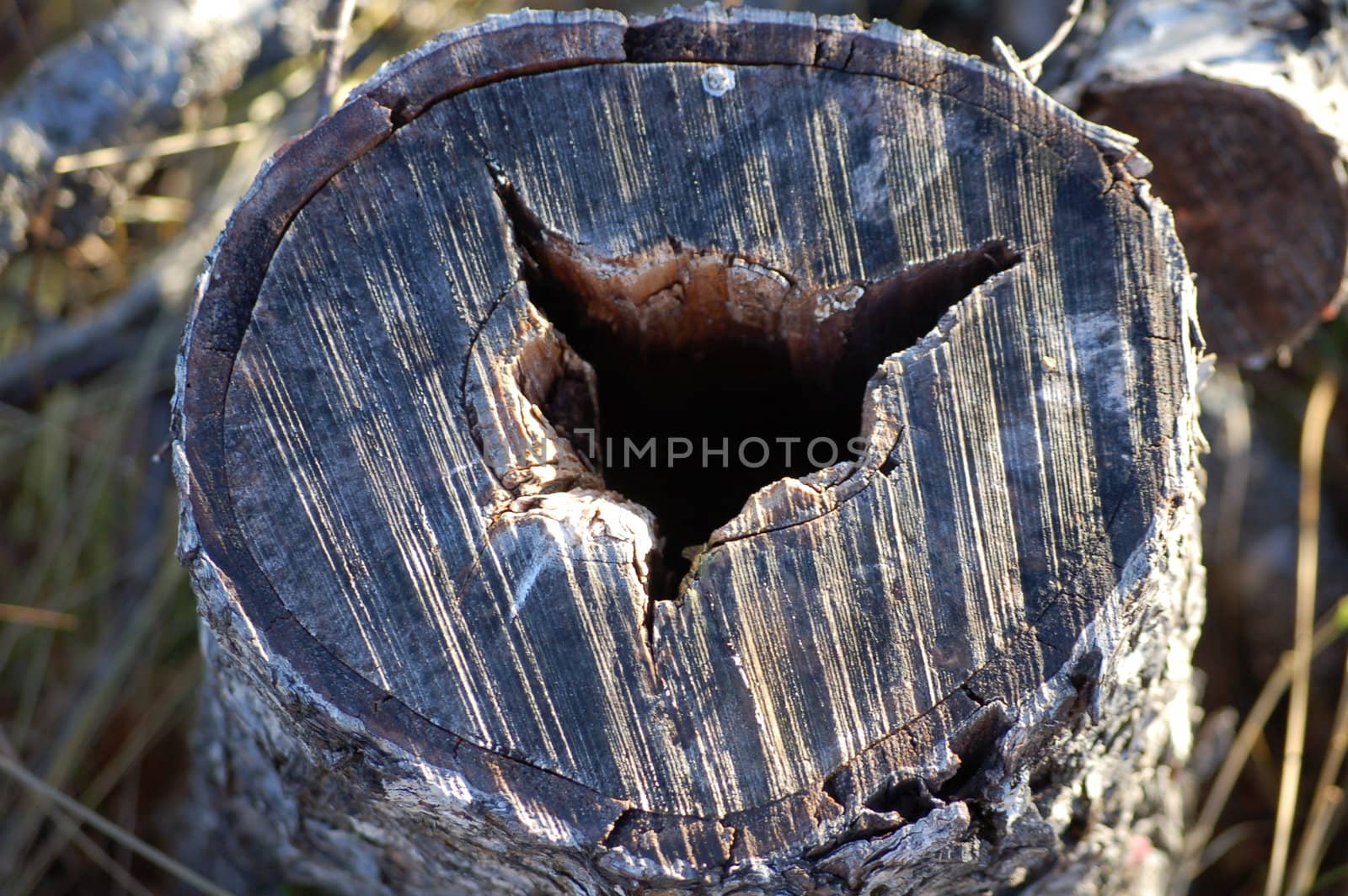 log with foxlike hole