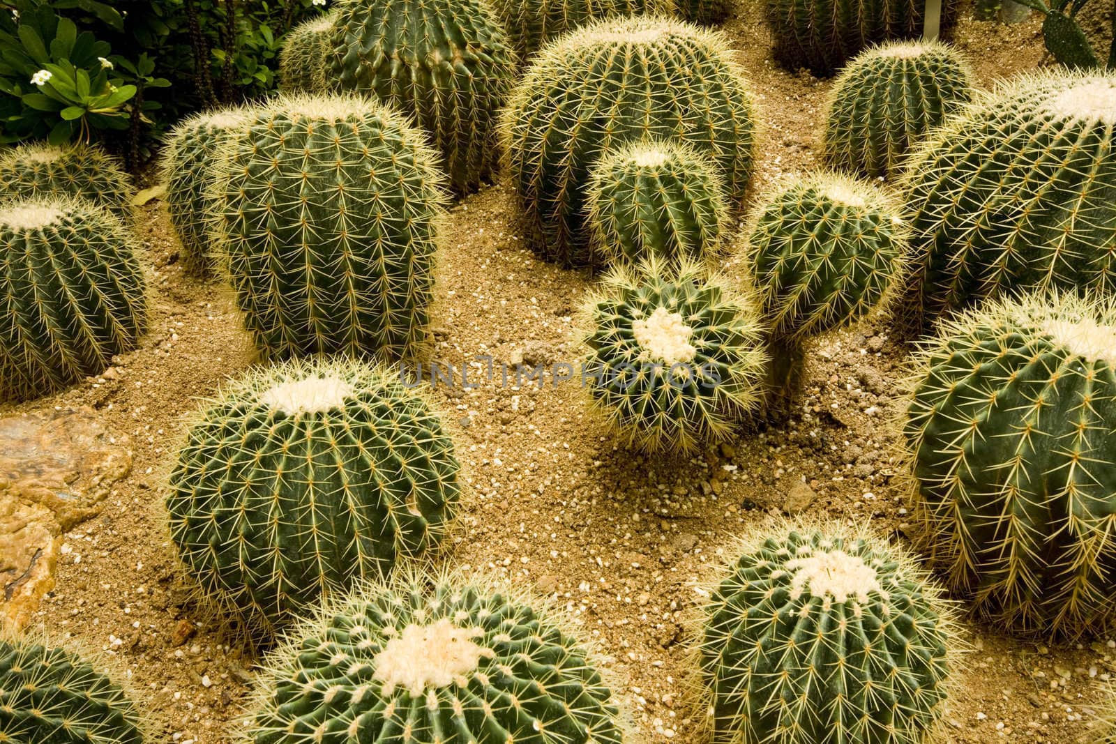 Cactus garden  by cozyta