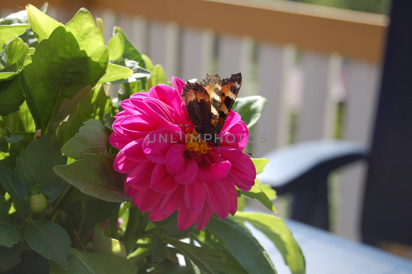 butterfly on flower