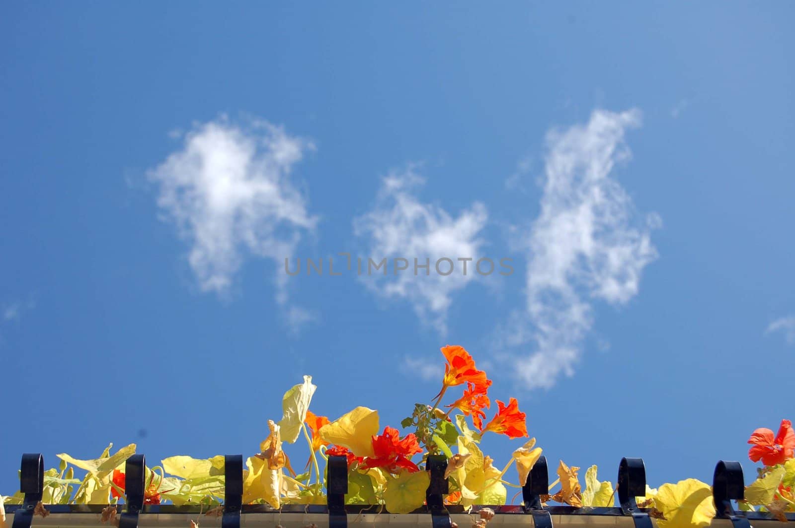 flowers and blue sky