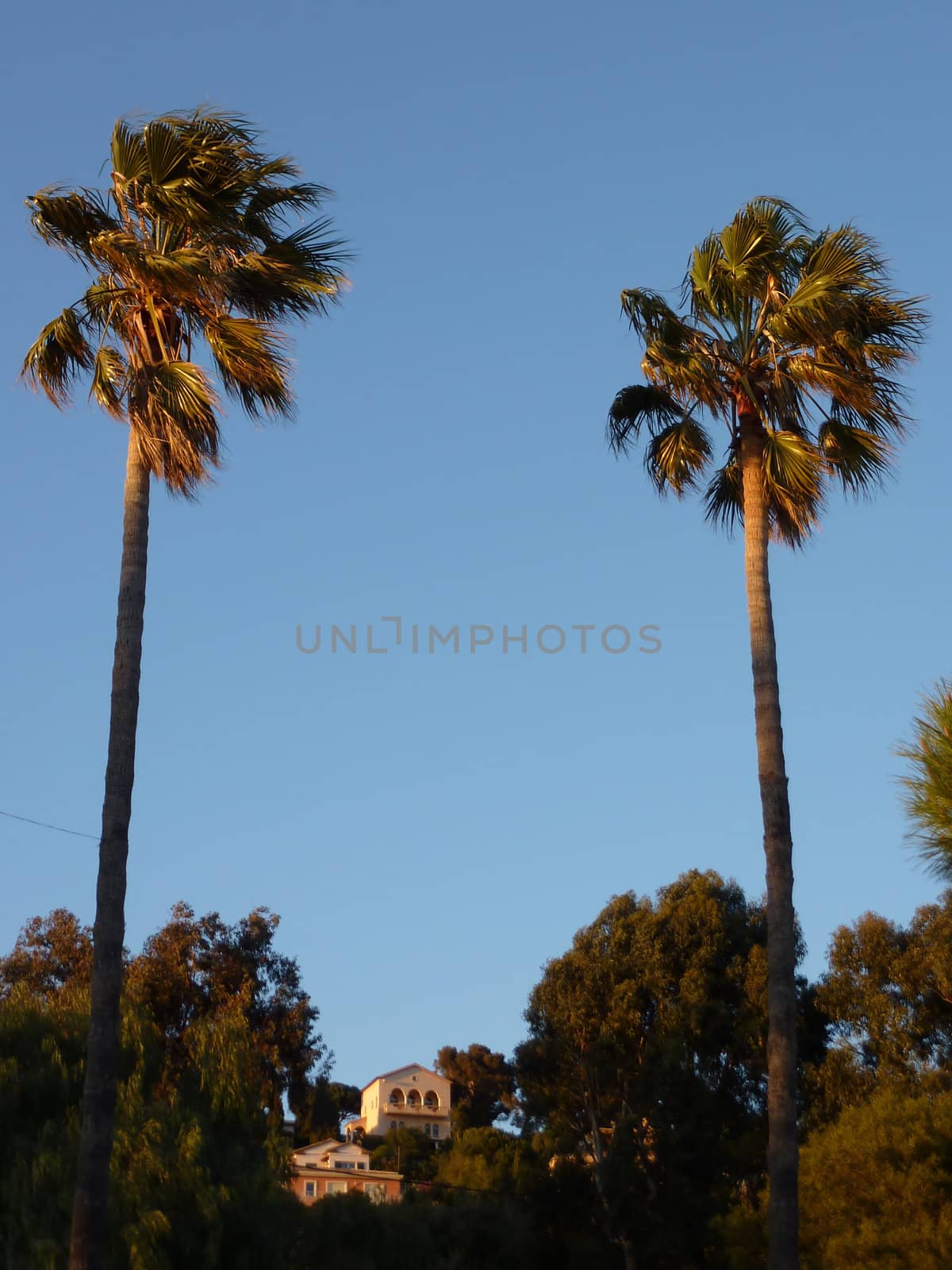 Two big palm trees by sunset by Elenaphotos21