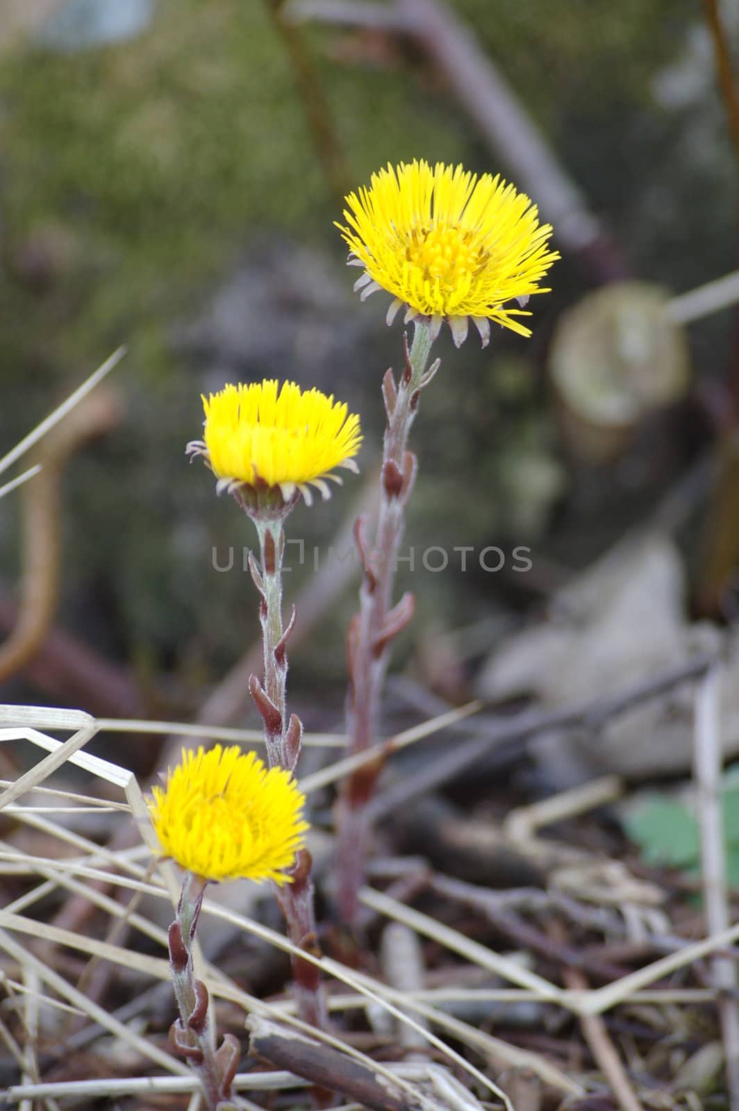 Coltsfoot by mojly