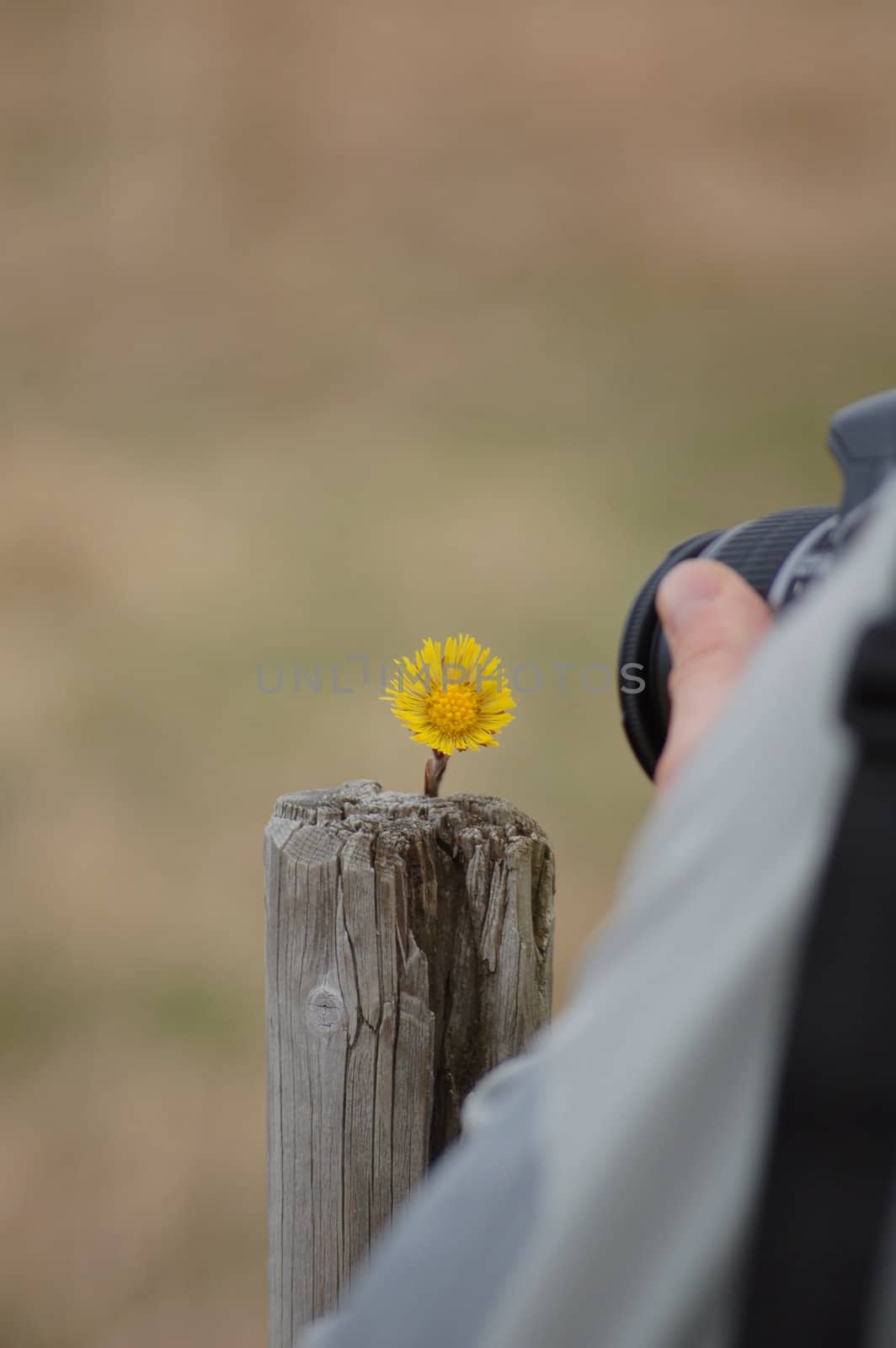 photographing a coltsfoot