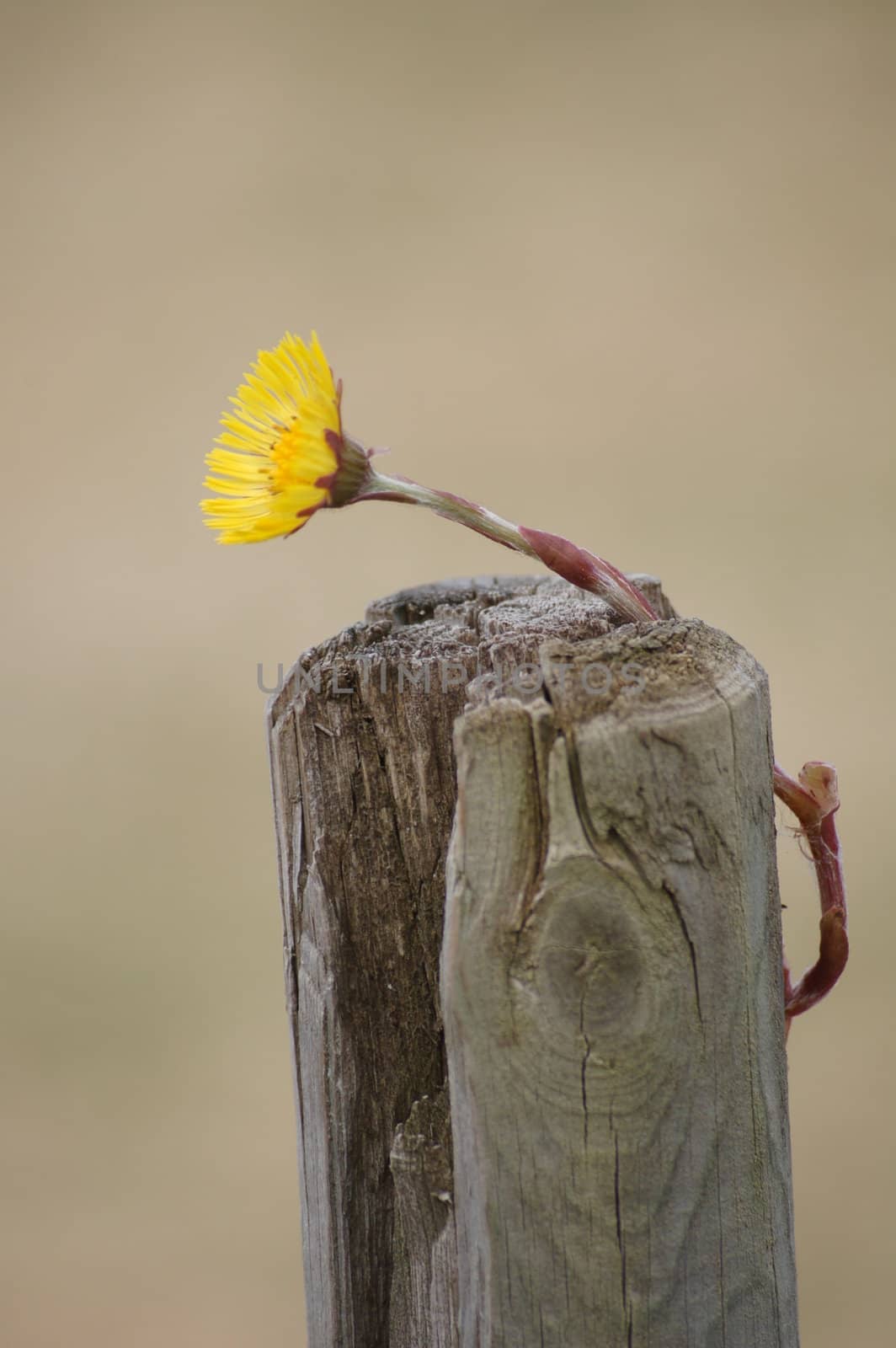 coltsfoot on pole