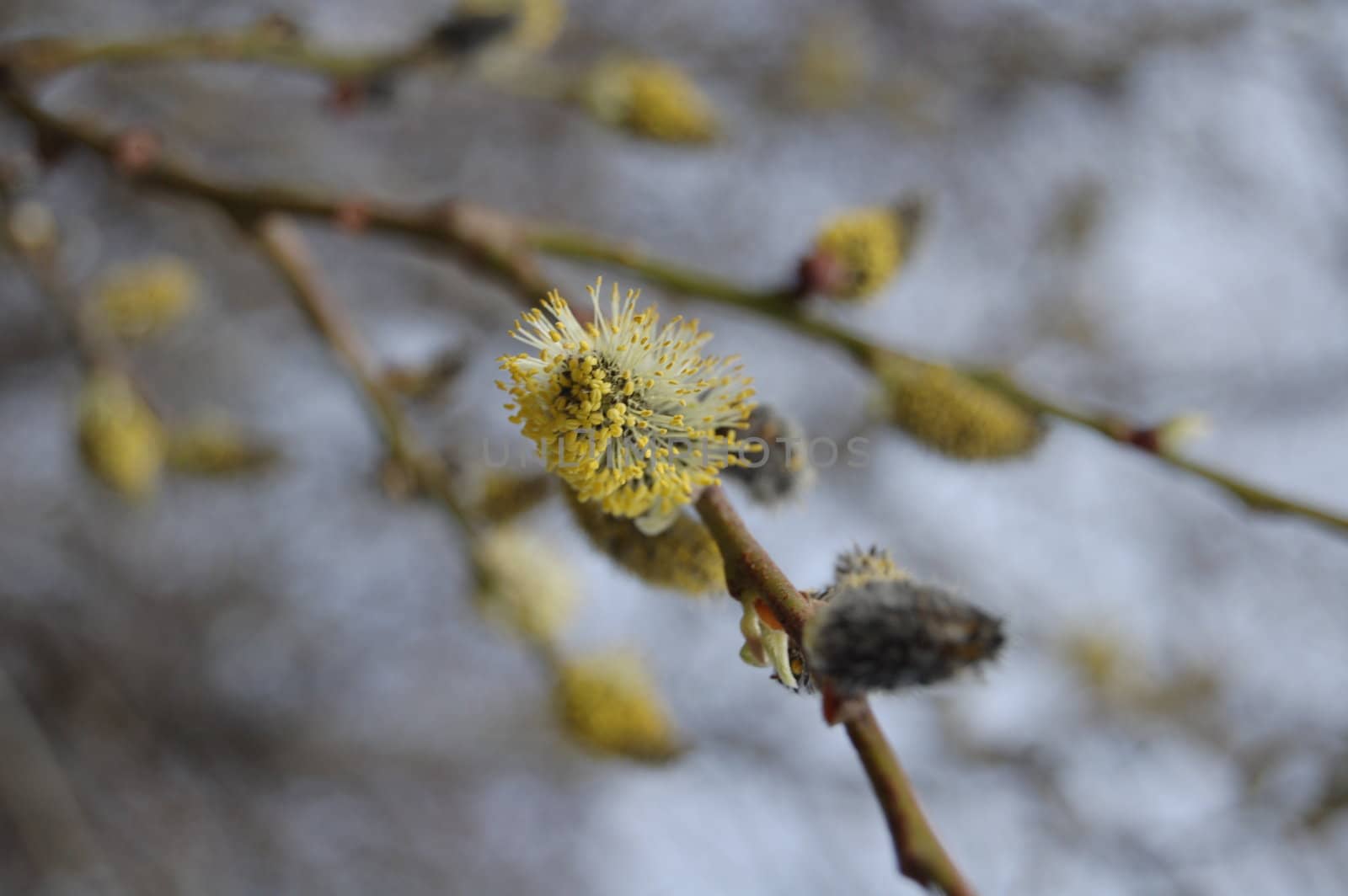 catkin on a willow by mojly