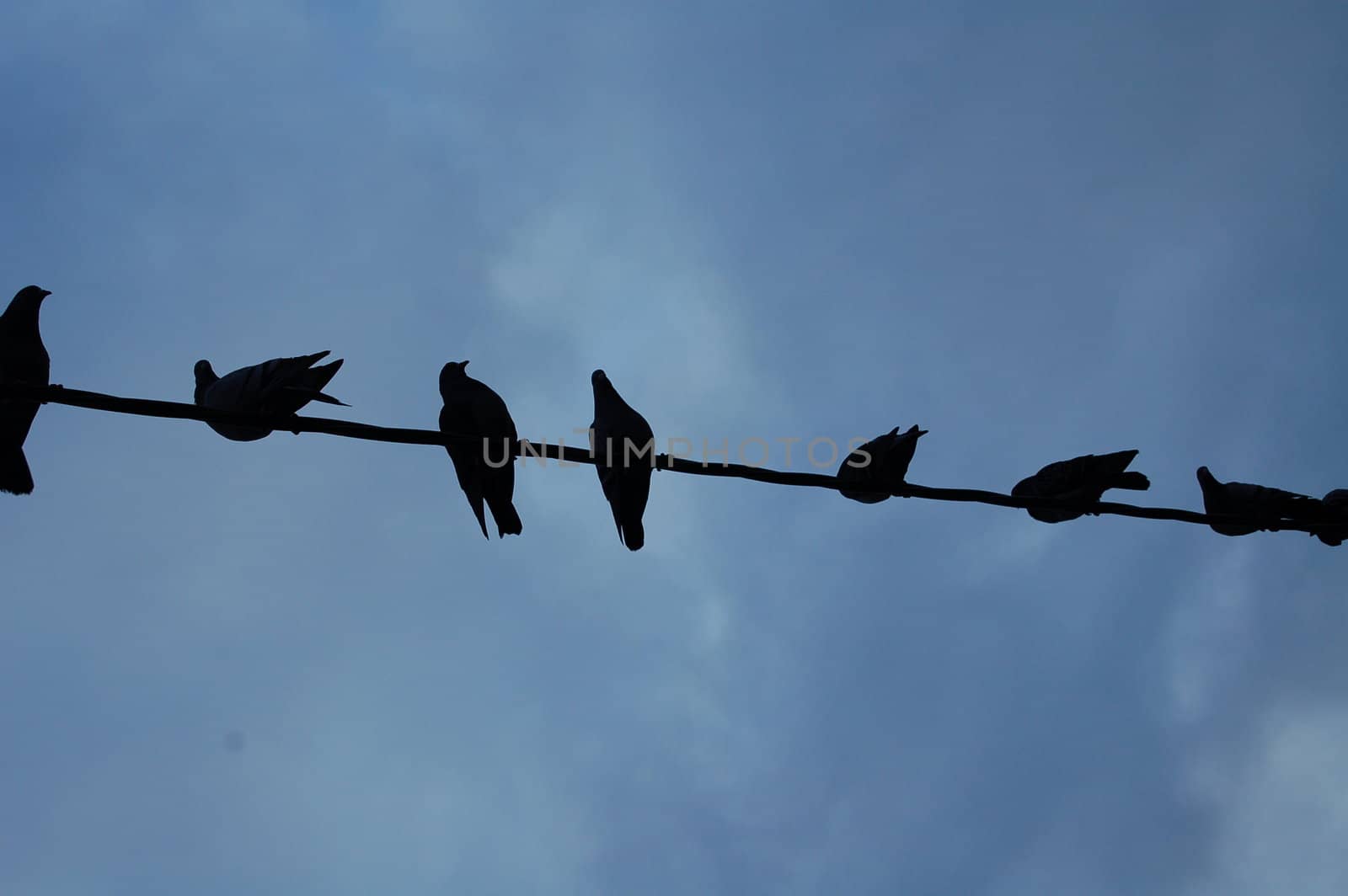 doves on a wire2 by mojly