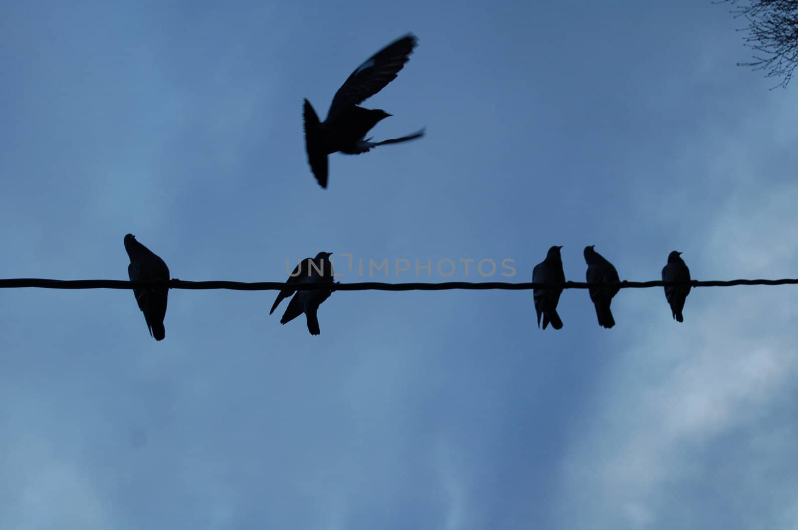 doves on a wire3 by mojly