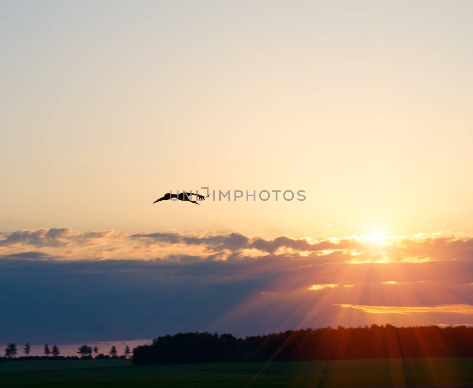 stork flying to dramatic sunset