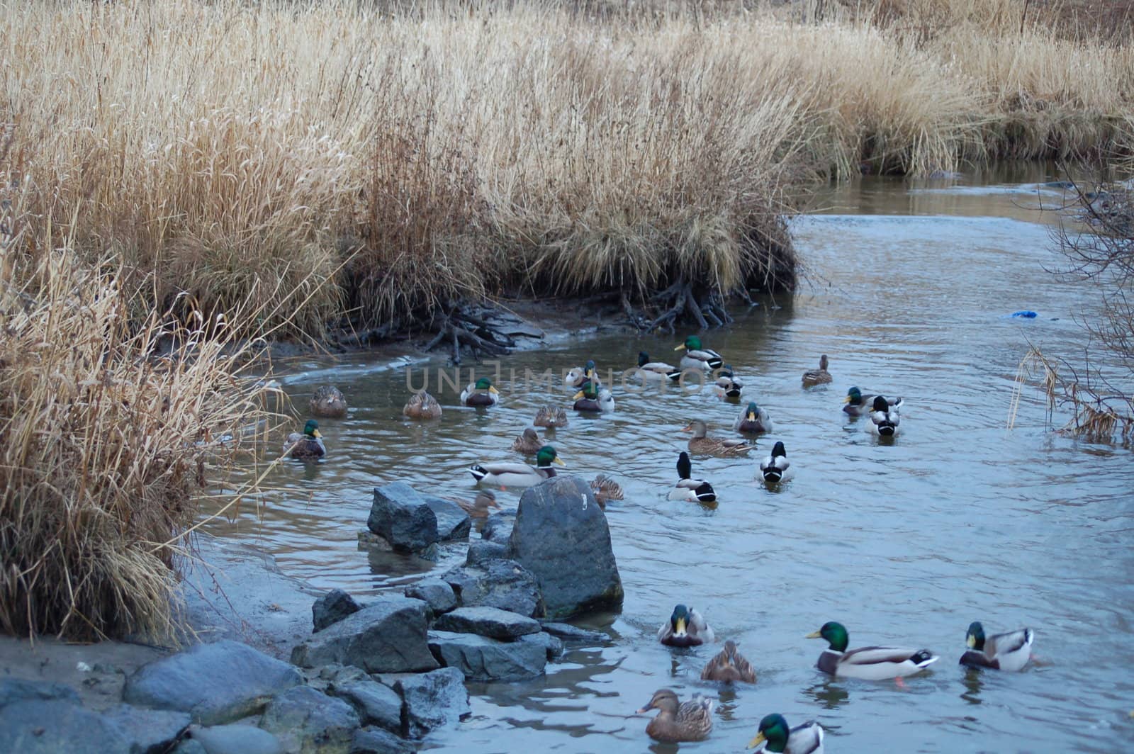 ducks in a stream