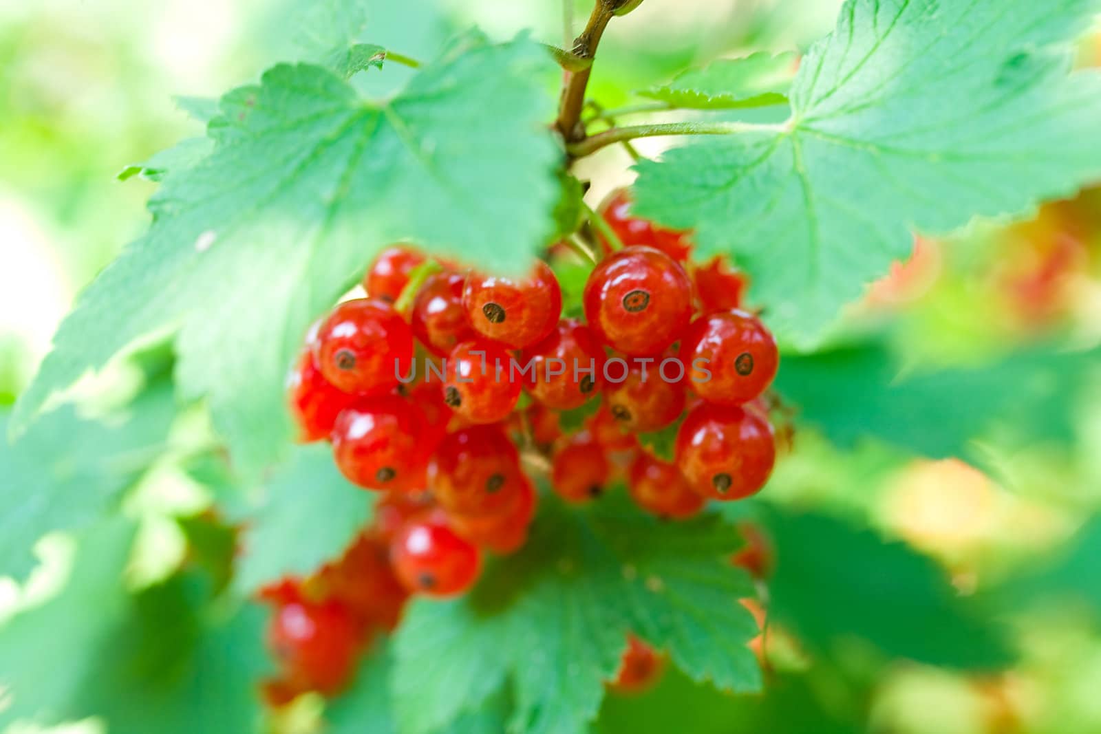 close-up twig of red currant