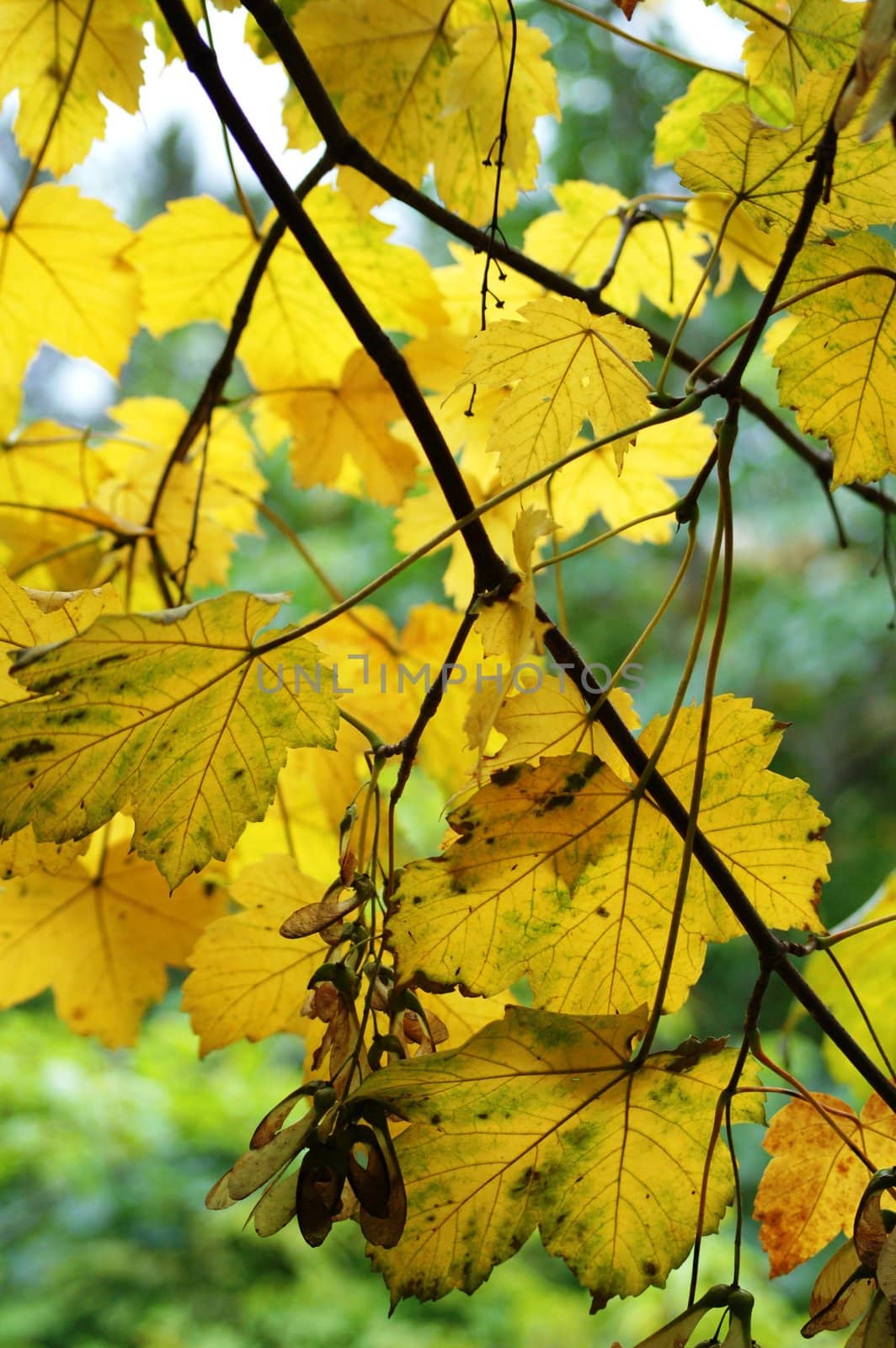 yellow leafs by mojly