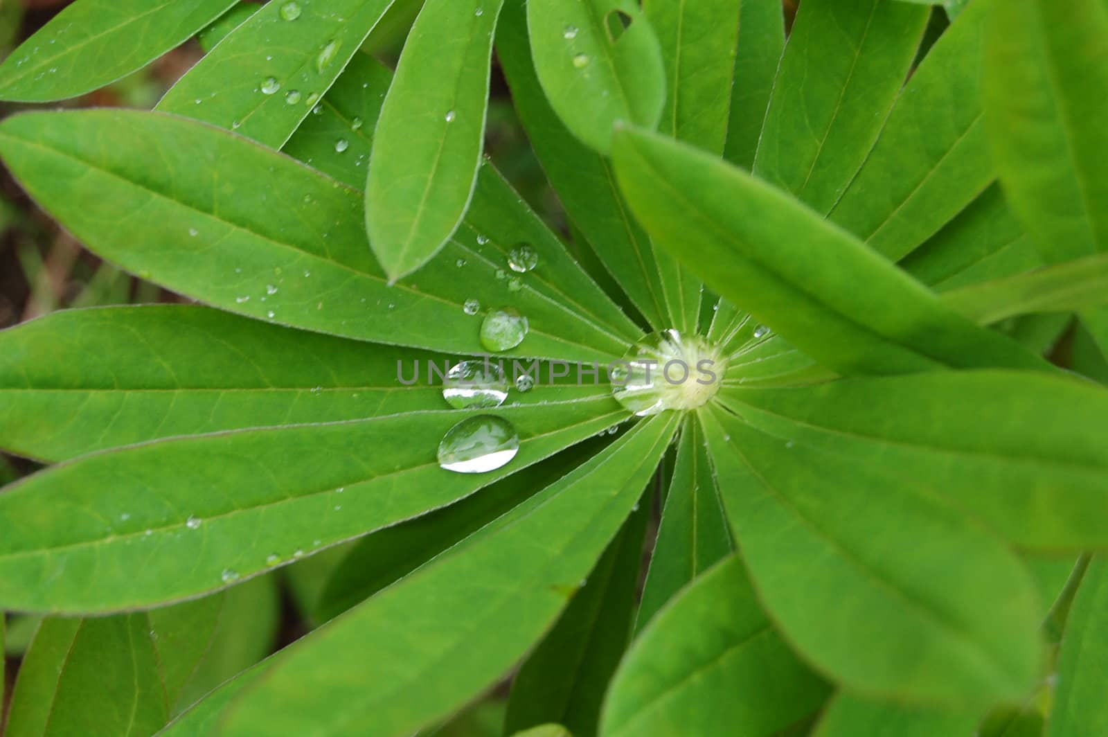 raindrops on a plant