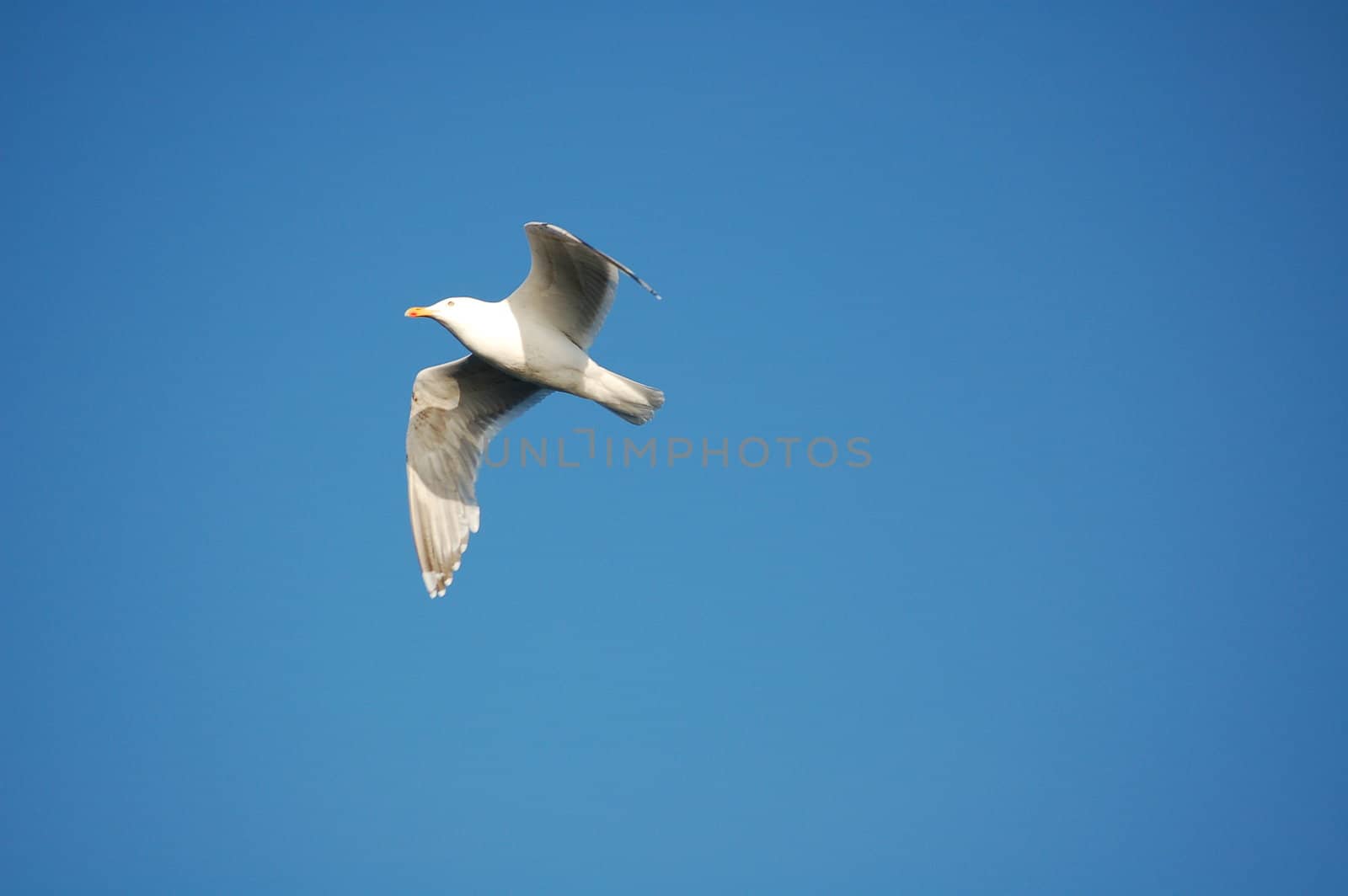 seagull by mojly