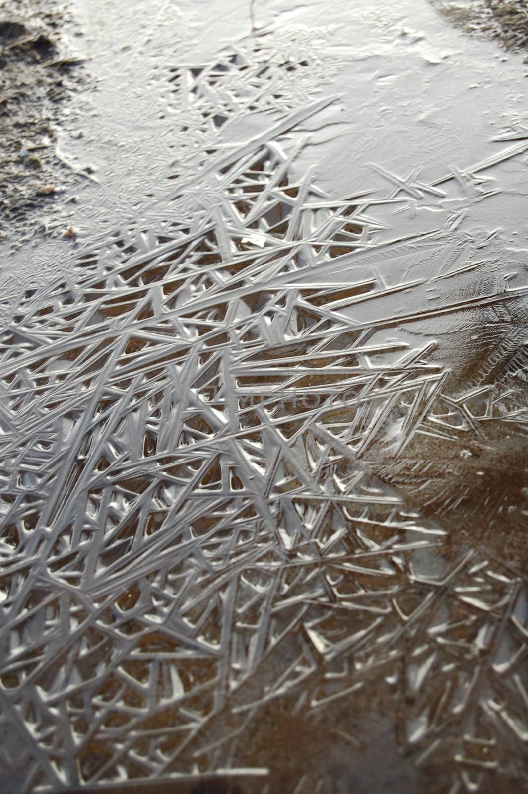 ice on a puddle