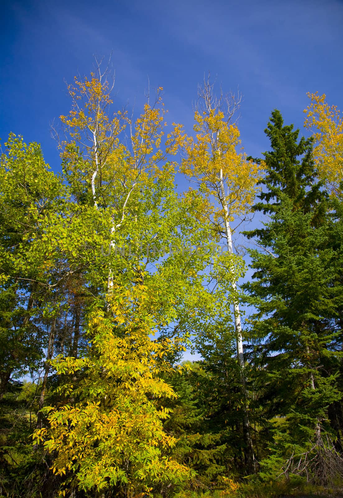 Yellow, green, and blue sky in a September image of the Sax Zim bog of the North Woods of Minnesota