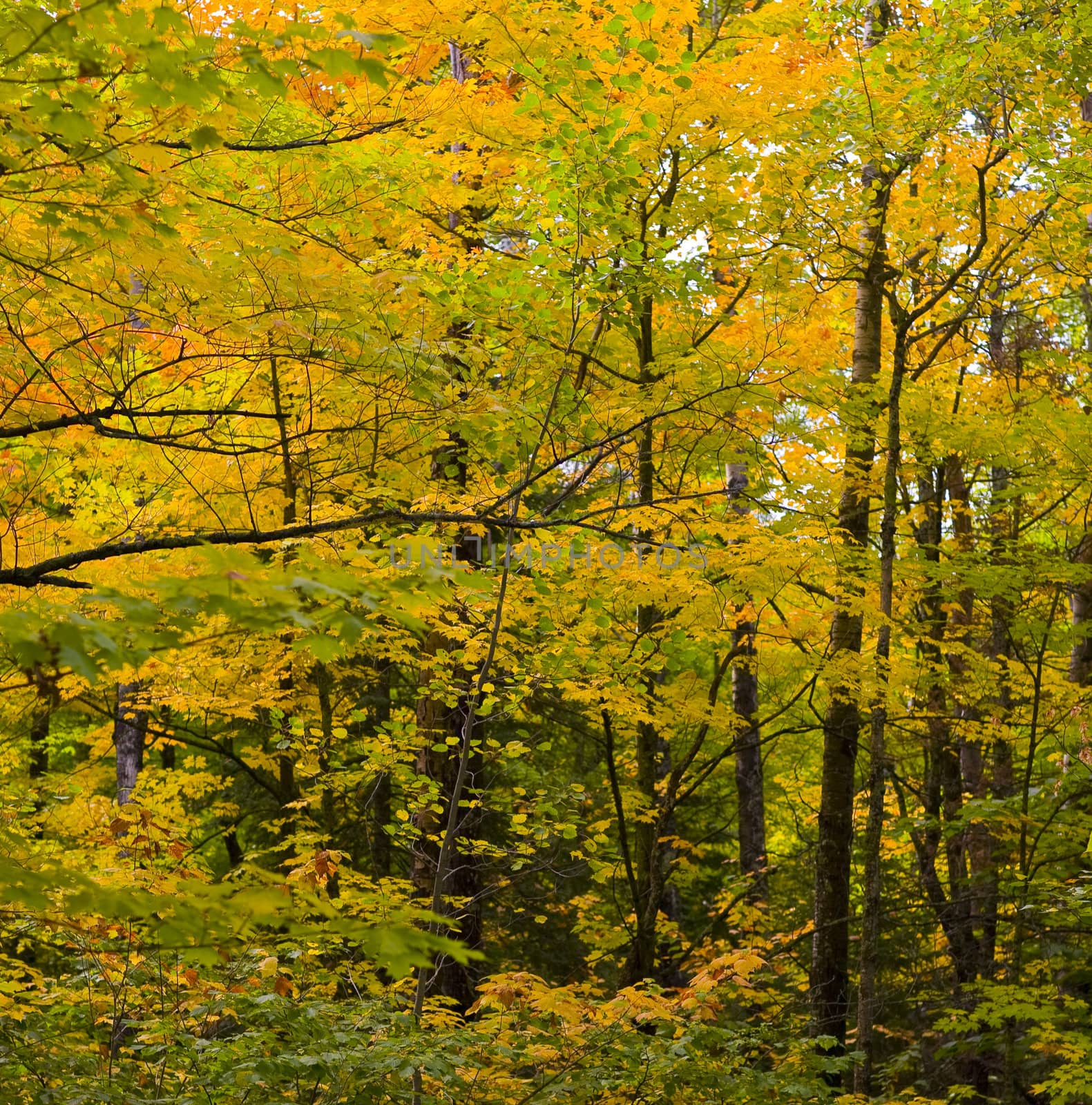 Wall of September Trees by CalamityJohn