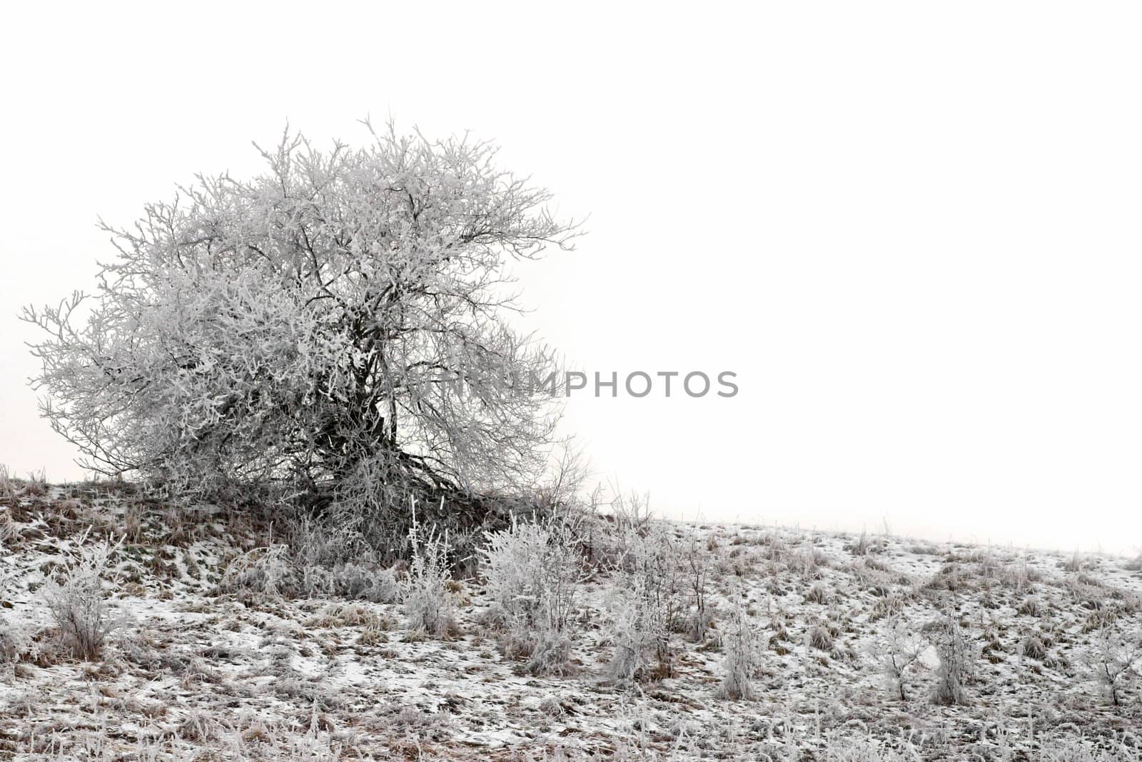 Beautiful winter scene with frozen single tree with space for text