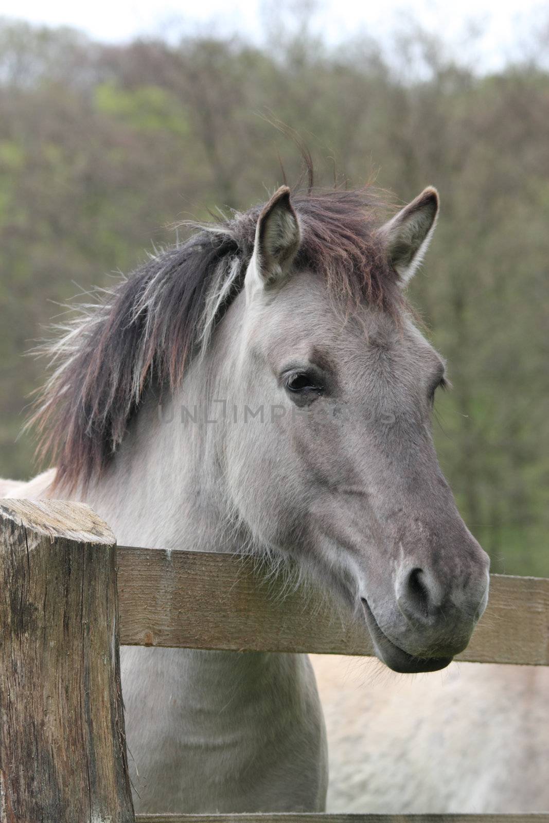 a tarpan horse looking over a wooden fence